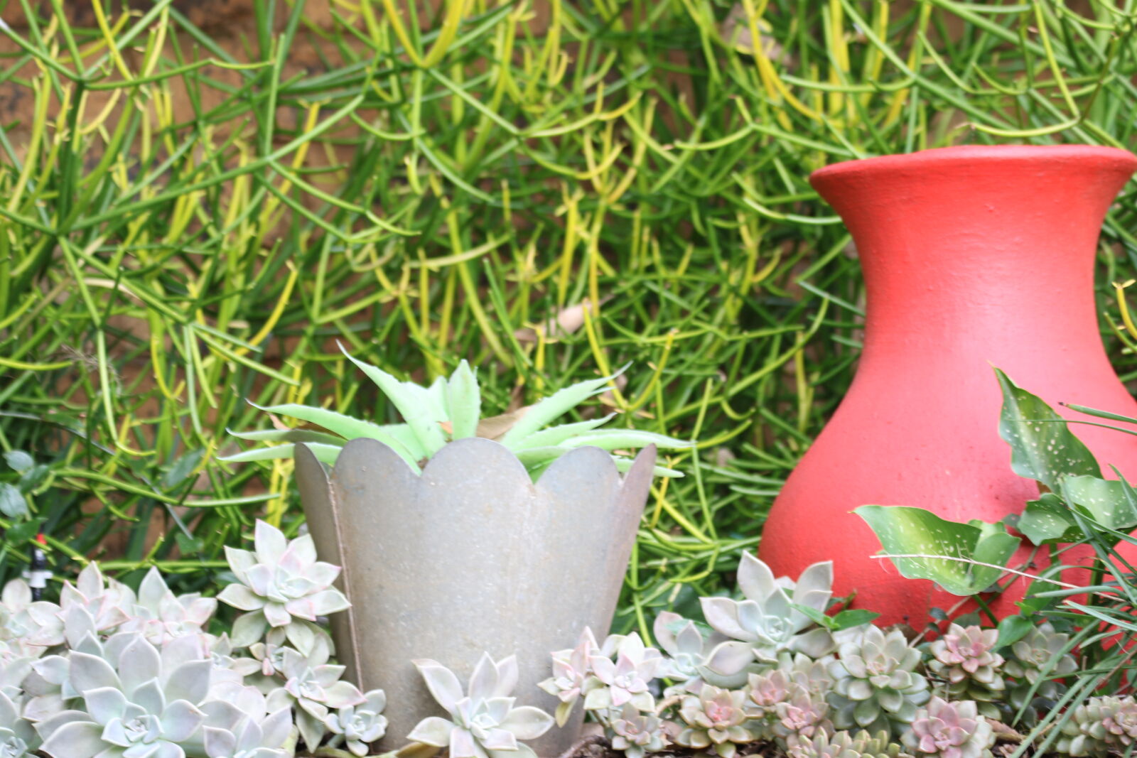 Canon EOS 7D Mark II sample photo. Garden, green, outside, plants photography