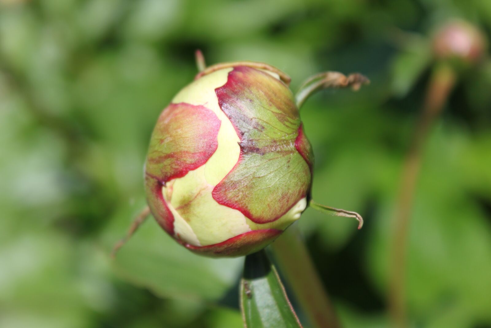 Canon EOS 500D (EOS Rebel T1i / EOS Kiss X3) sample photo. Rose, flower, bud photography