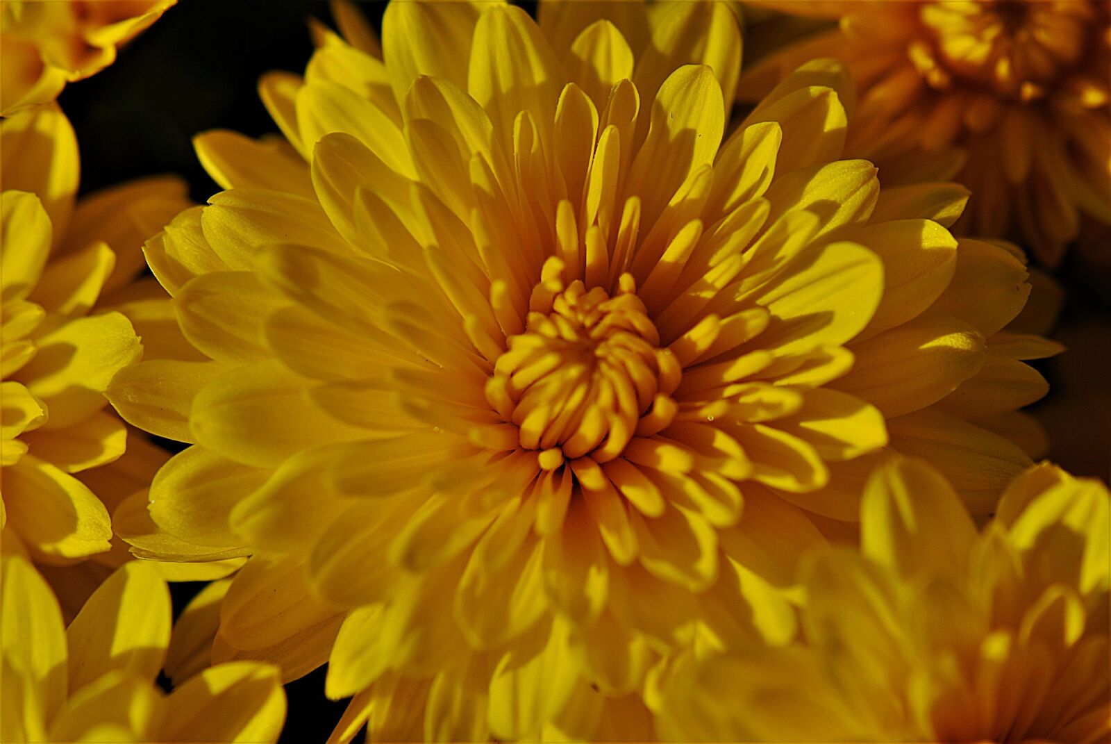 Nikon D80 sample photo. Chrysanthemum, yellow, flower photography