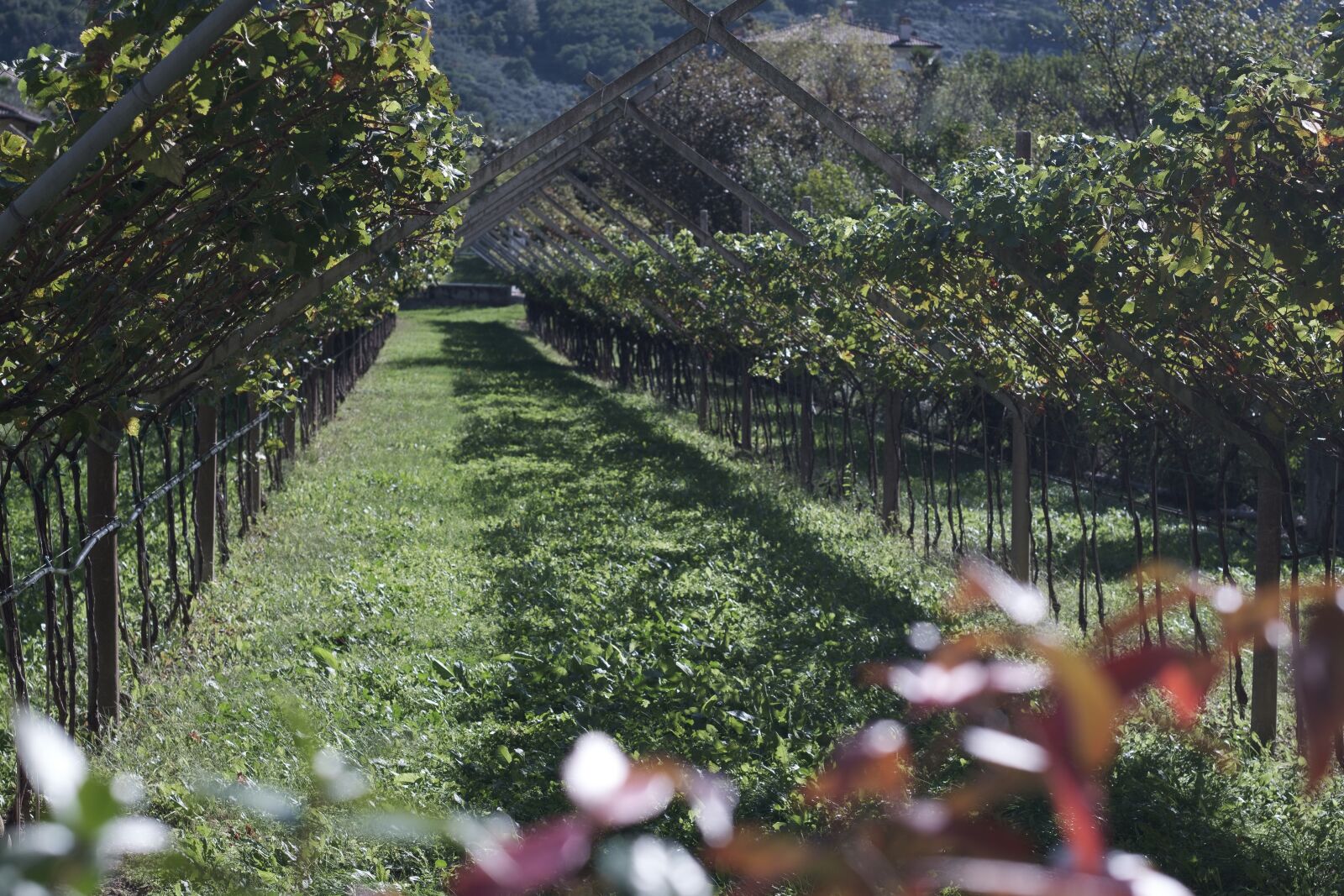 Fujifilm X-H1 sample photo. Vineyard, green, campaign photography
