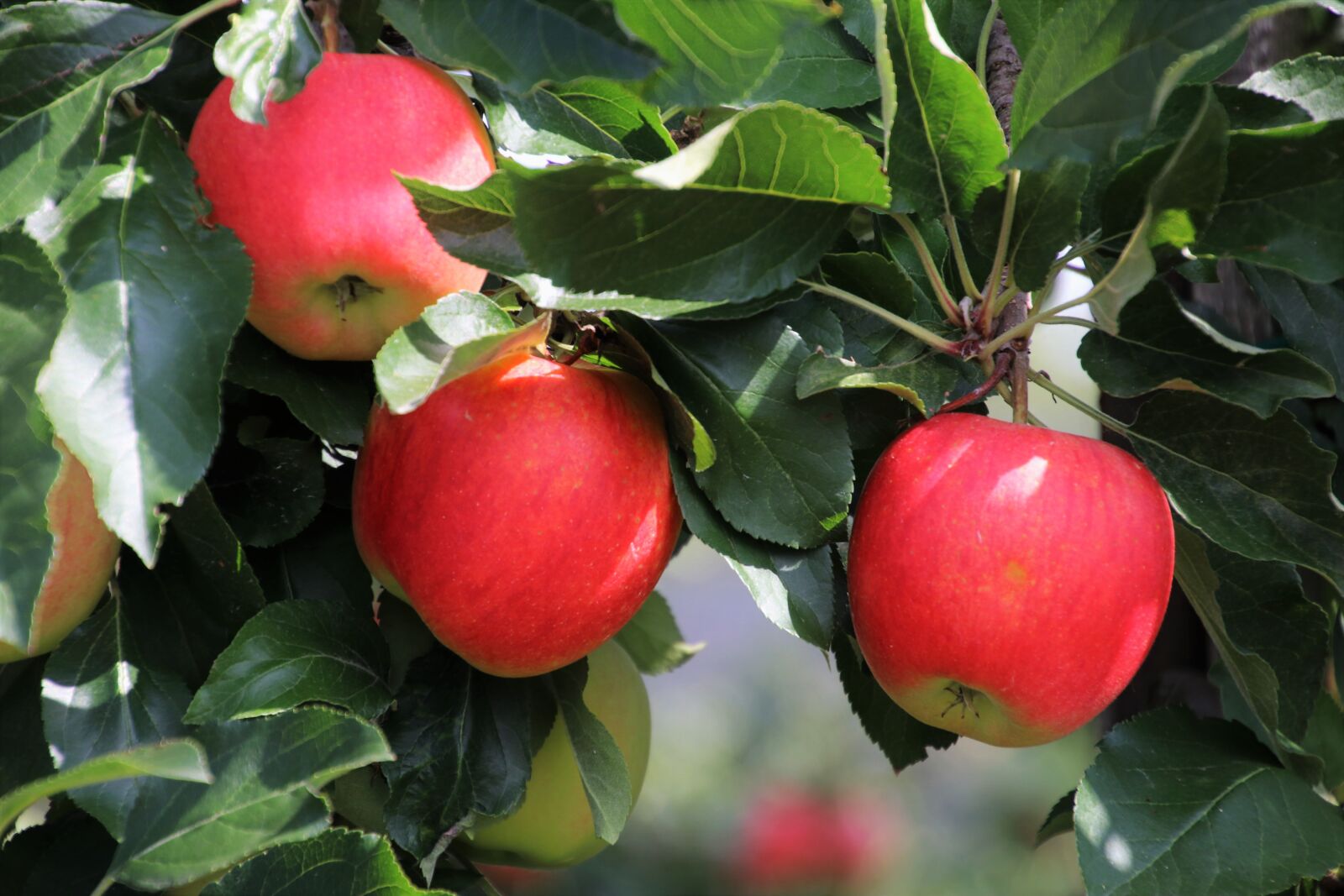 Canon EOS 80D sample photo. Three, apple, sad photography