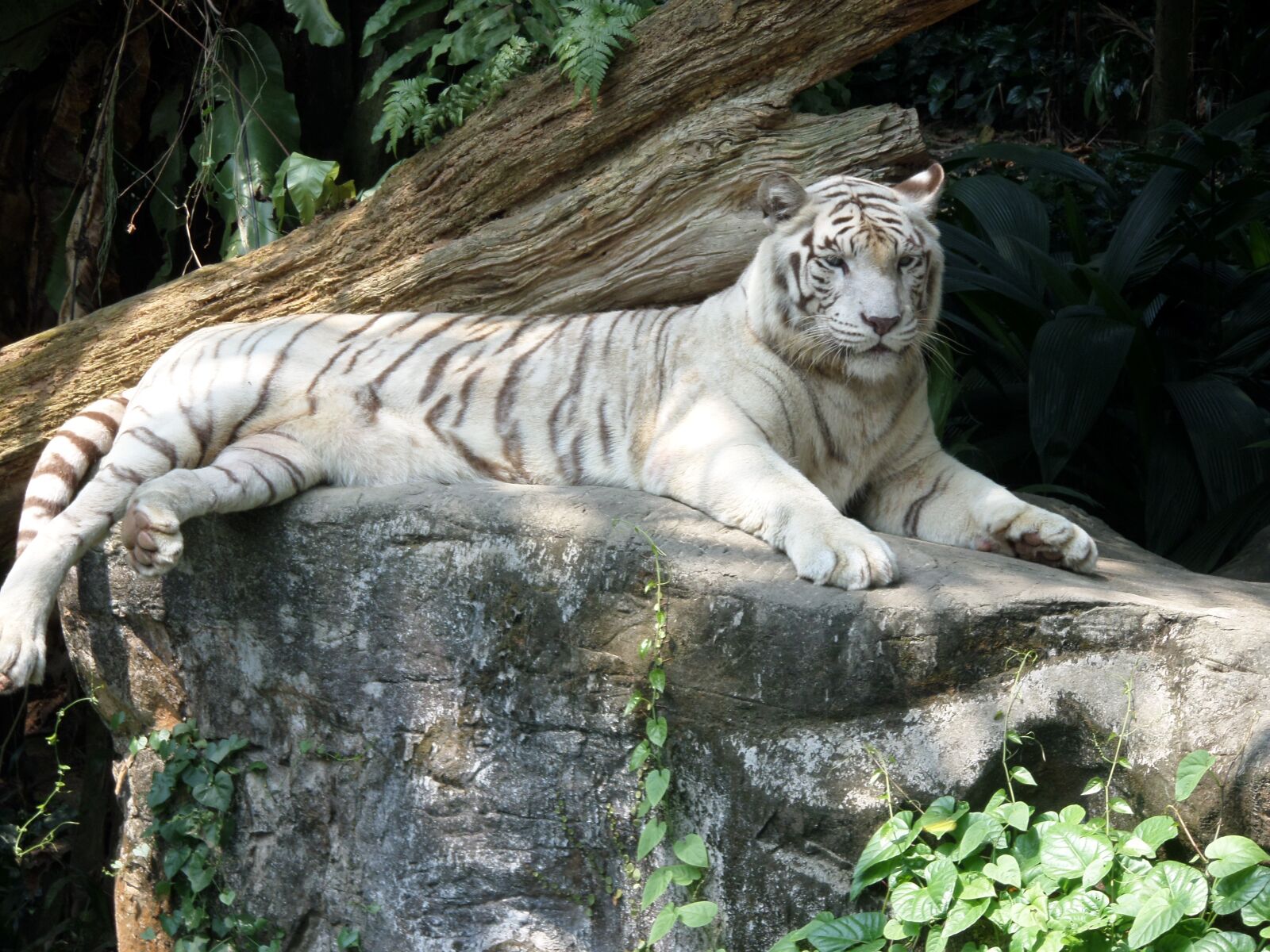 Samsung WB30F/WB31F/WB32F sample photo. Tiger, white, animal photography
