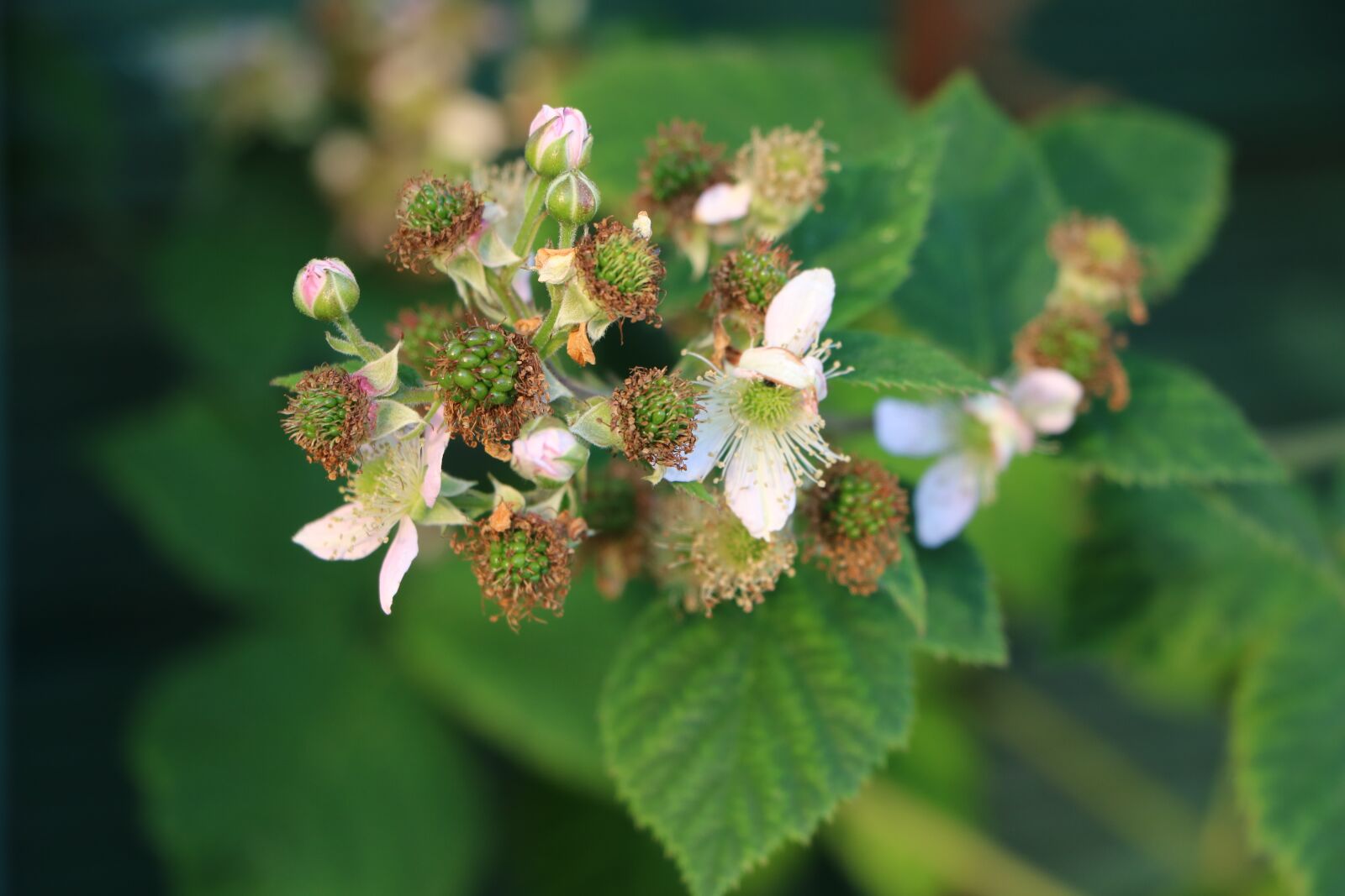 Canon EOS 760D (EOS Rebel T6s / EOS 8000D) sample photo. Blackberries, flowers, immature photography
