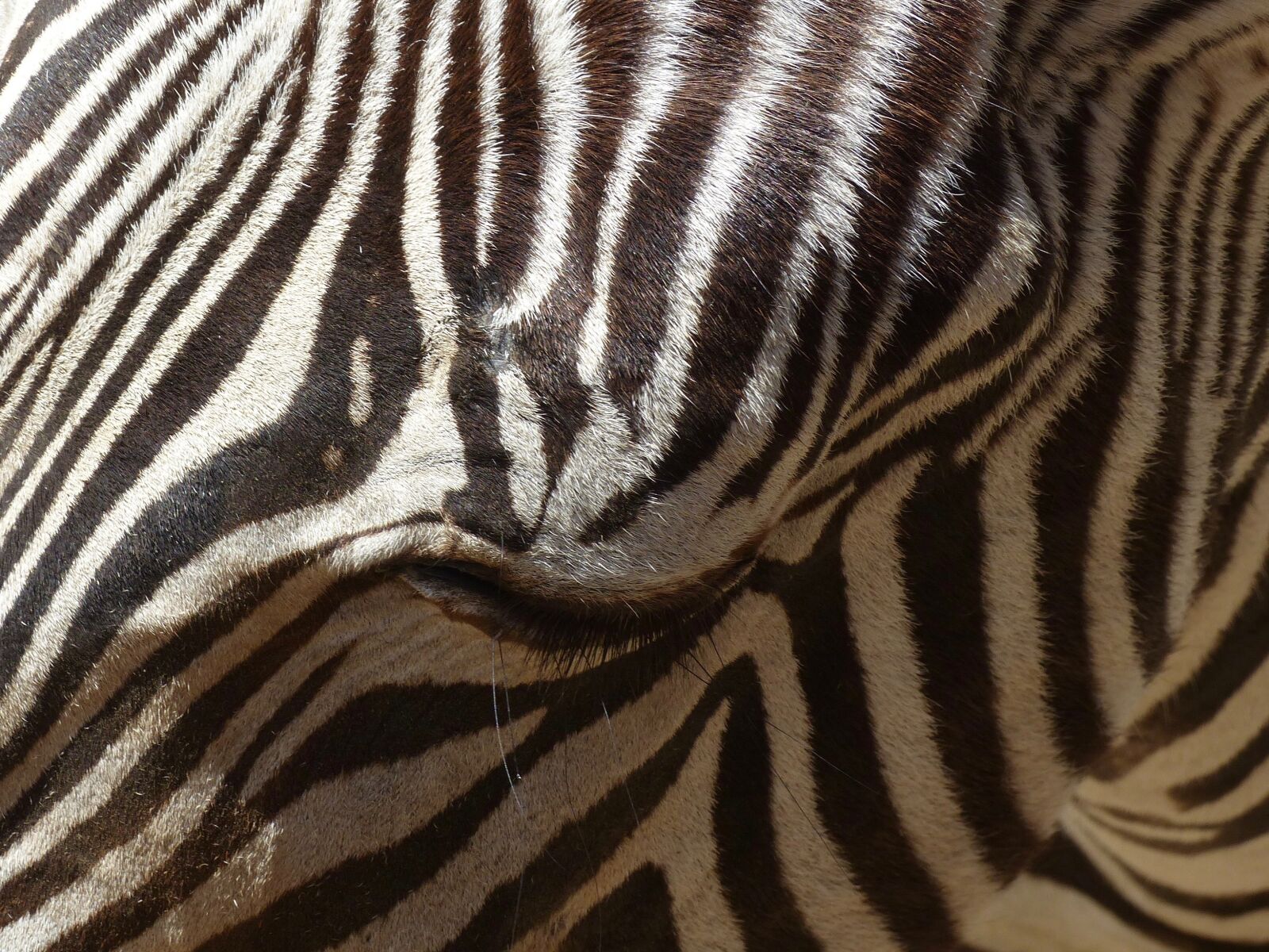 Panasonic Lumix DMC-FZ200 sample photo. Zebra, animals, zoo photography