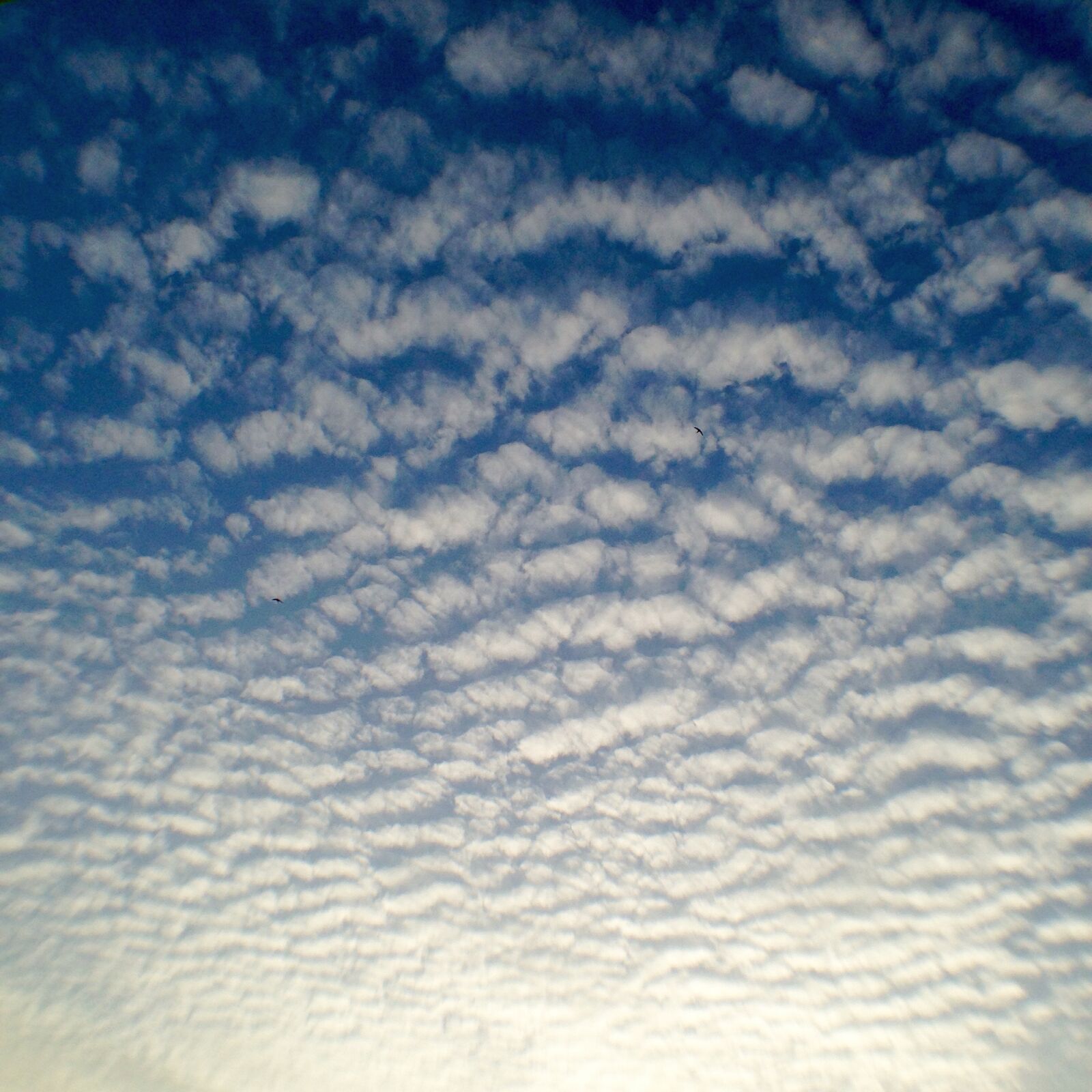 iPhone 5 back camera 4.12mm f/2.4 sample photo. Sky, clouds, blue photography