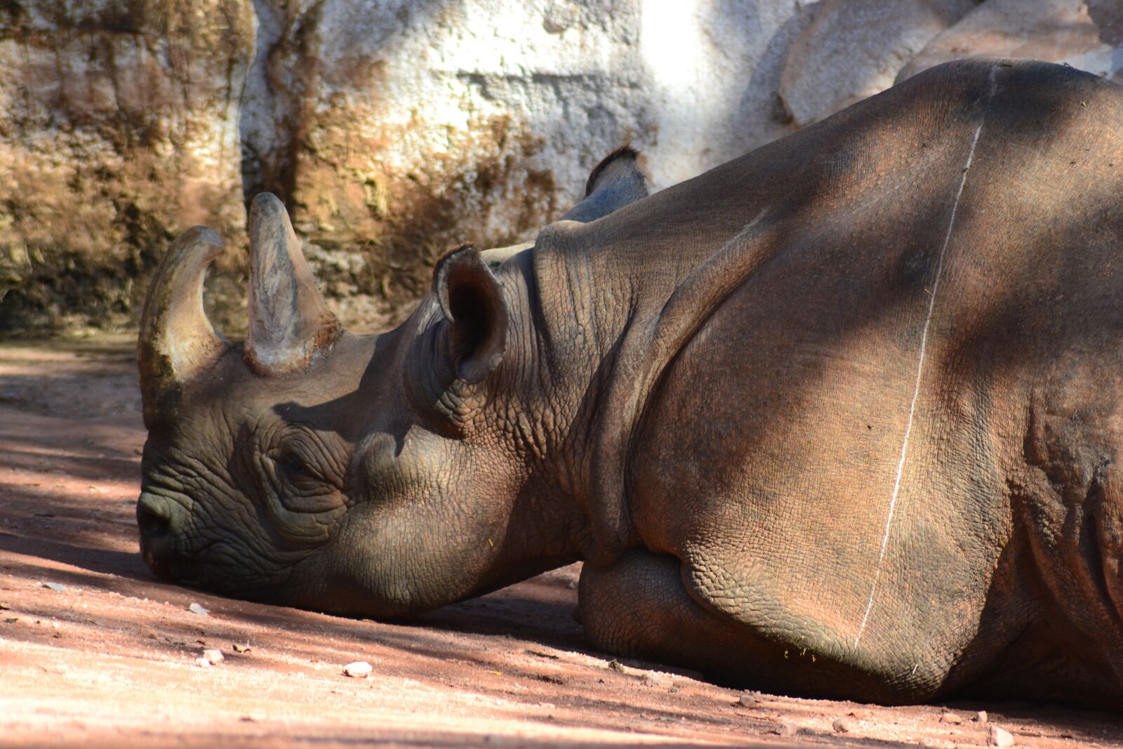 Nikon D3100 sample photo. Rhino, africa, close up photography