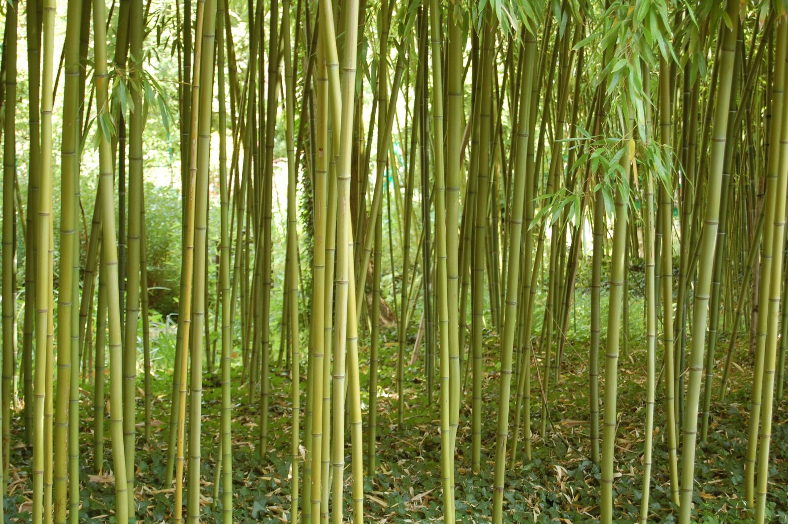 Nikon D40 sample photo. Color, green, bamboo photography