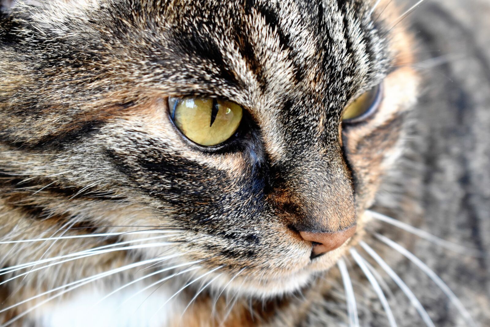 Nikon D5500 sample photo. Cat, animal, pet photography