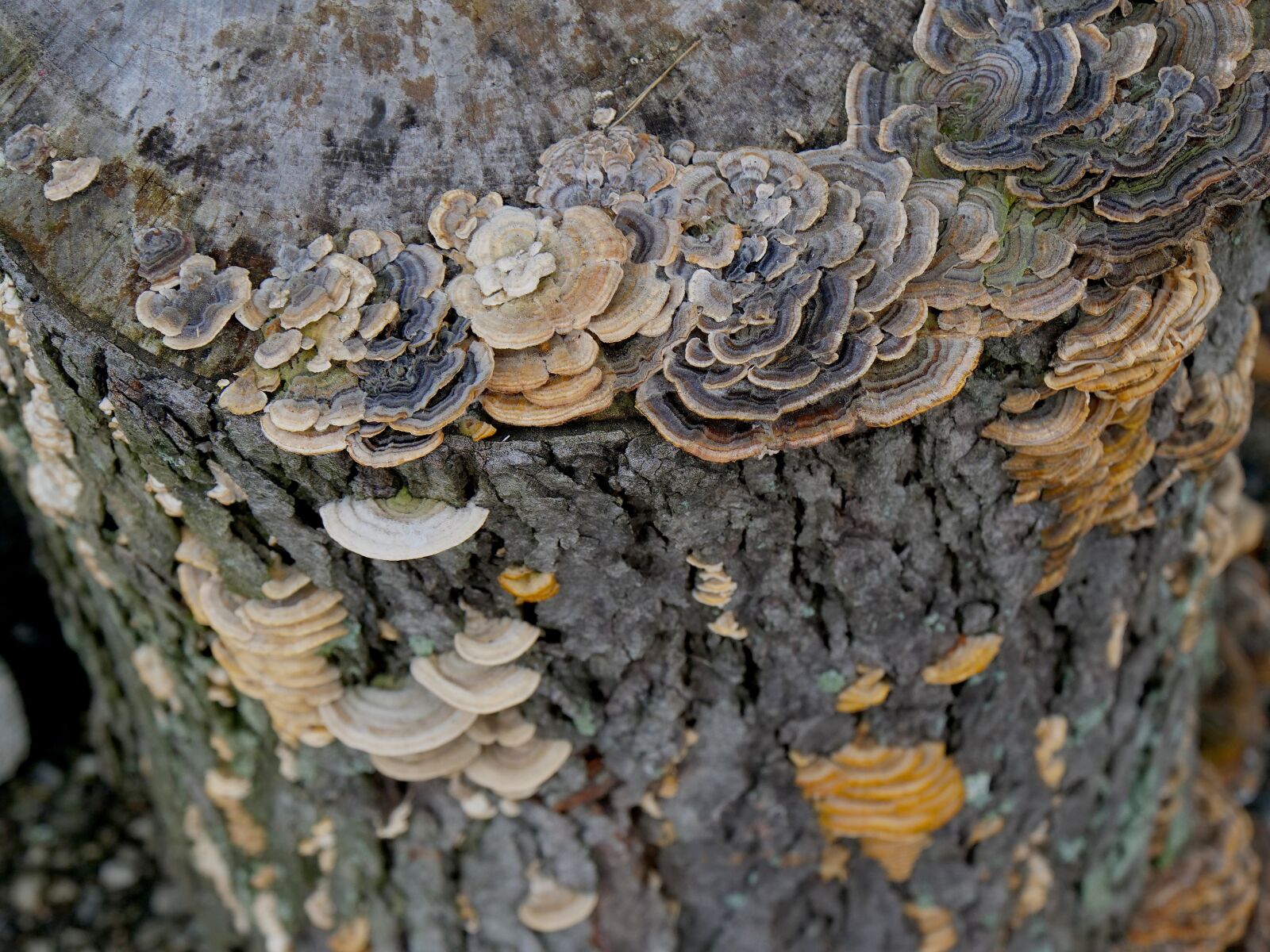 Panasonic Lumix DC-GH5 sample photo. Fungi, nature, biology photography