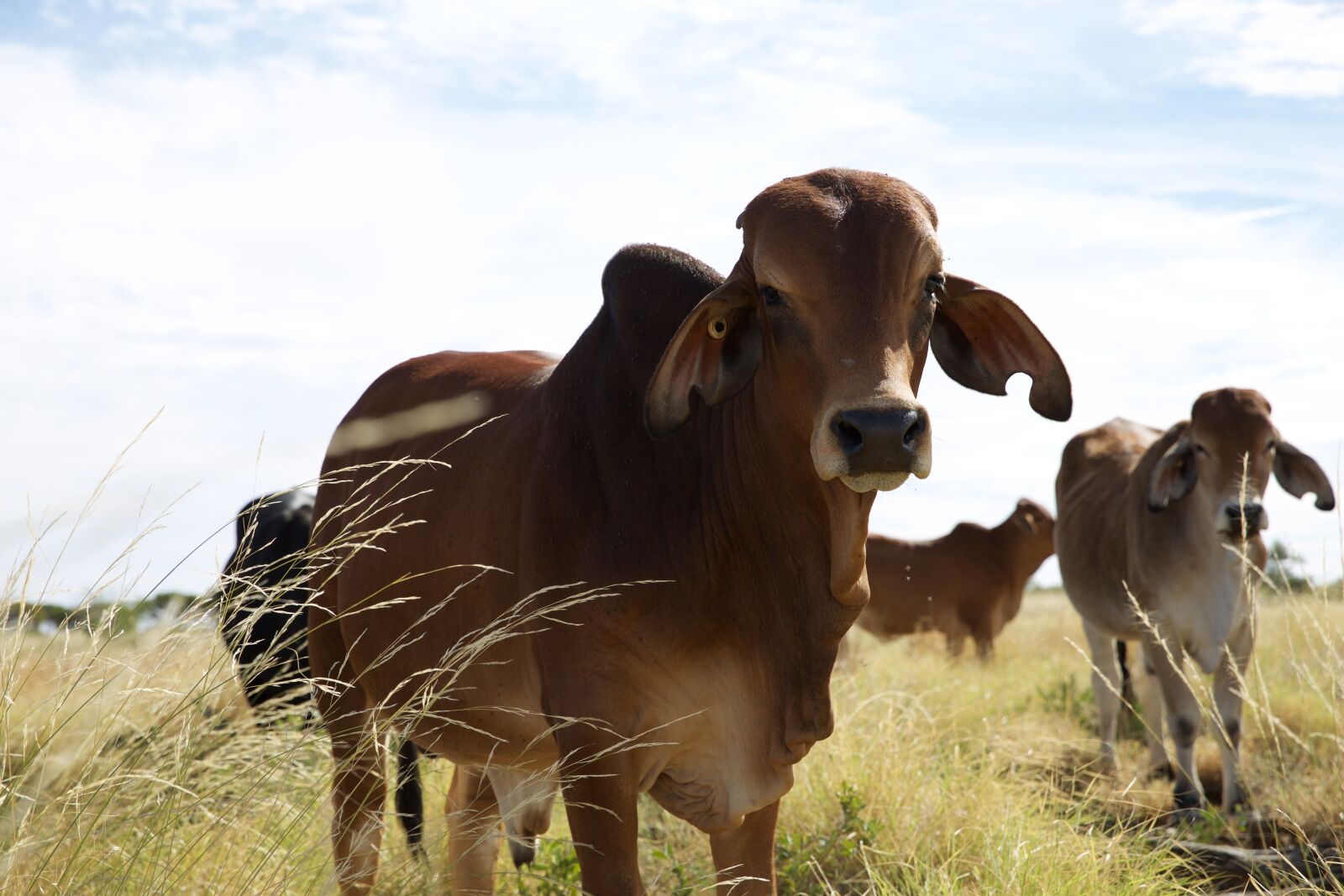 Canon EF 24-70mm F2.8L II USM sample photo. Cattle, beef, grazing photography