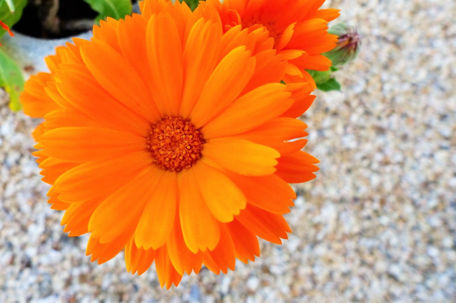 Panasonic Lumix DMC-FZ200 sample photo. Nature, flower, plant photography