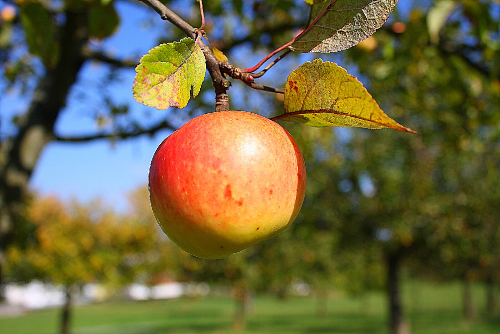 Canon EOS 1000D (EOS Digital Rebel XS / EOS Kiss F) sample photo. Apple, nature, fruit photography