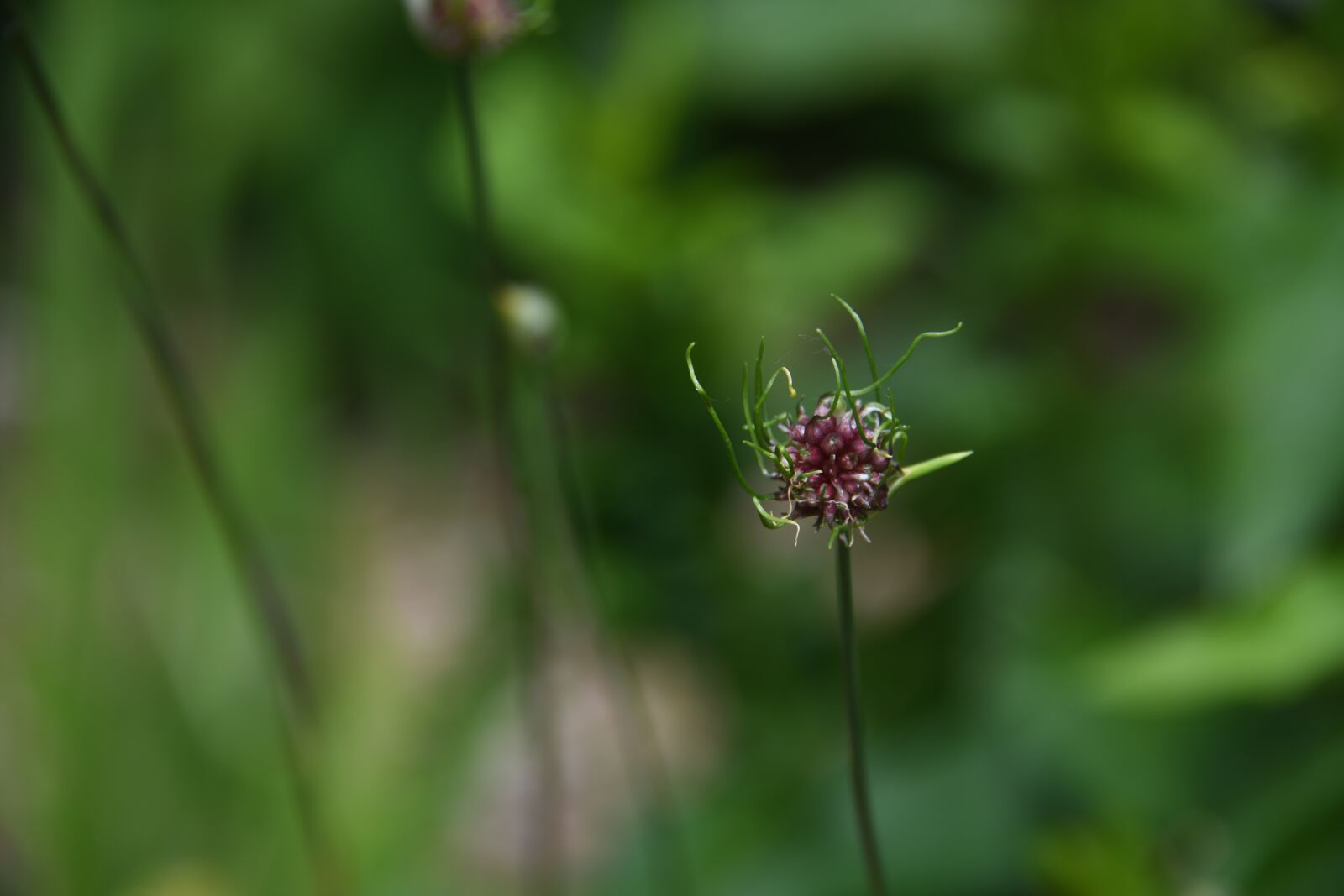 Nikon D850 sample photo. Flower, seed, bloom photography