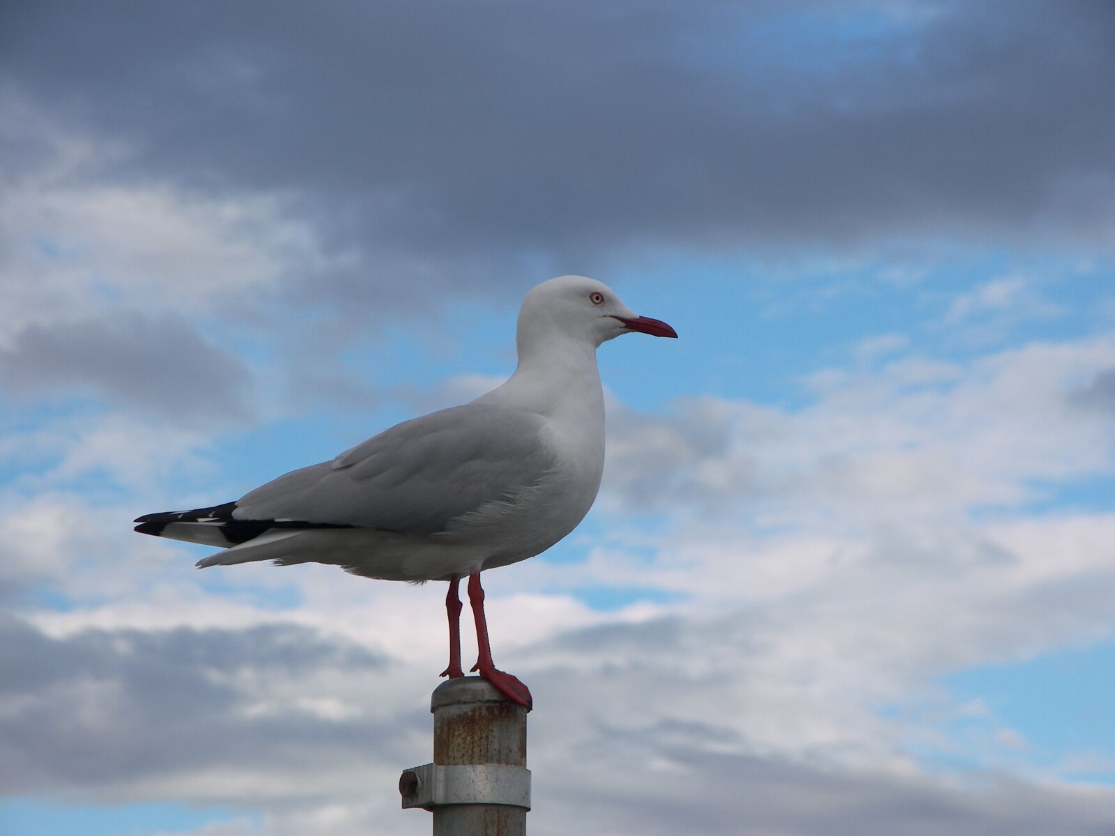 Kodak P880 ZOOM DIGITAL CAMERA sample photo. Seagull, bird, sky photography