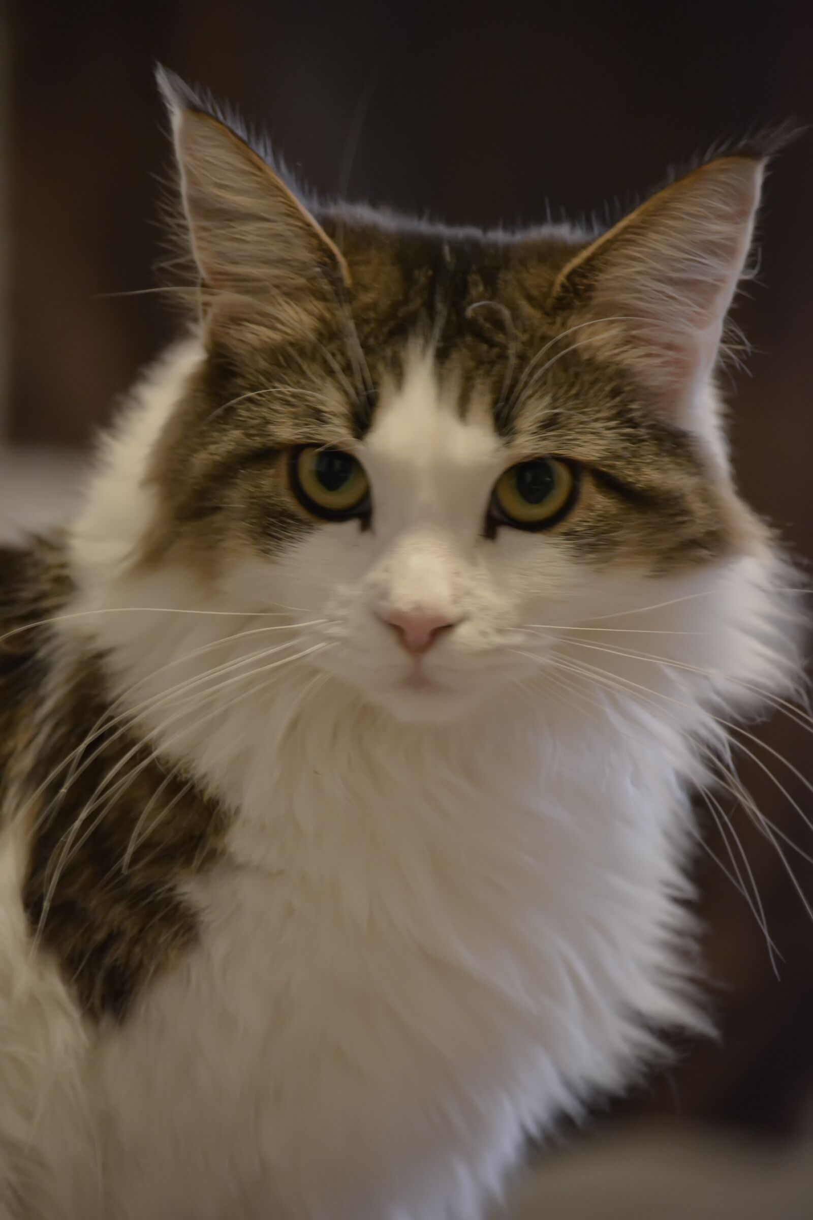 Nikon D5200 sample photo. Kaisa, cat, portrait photography