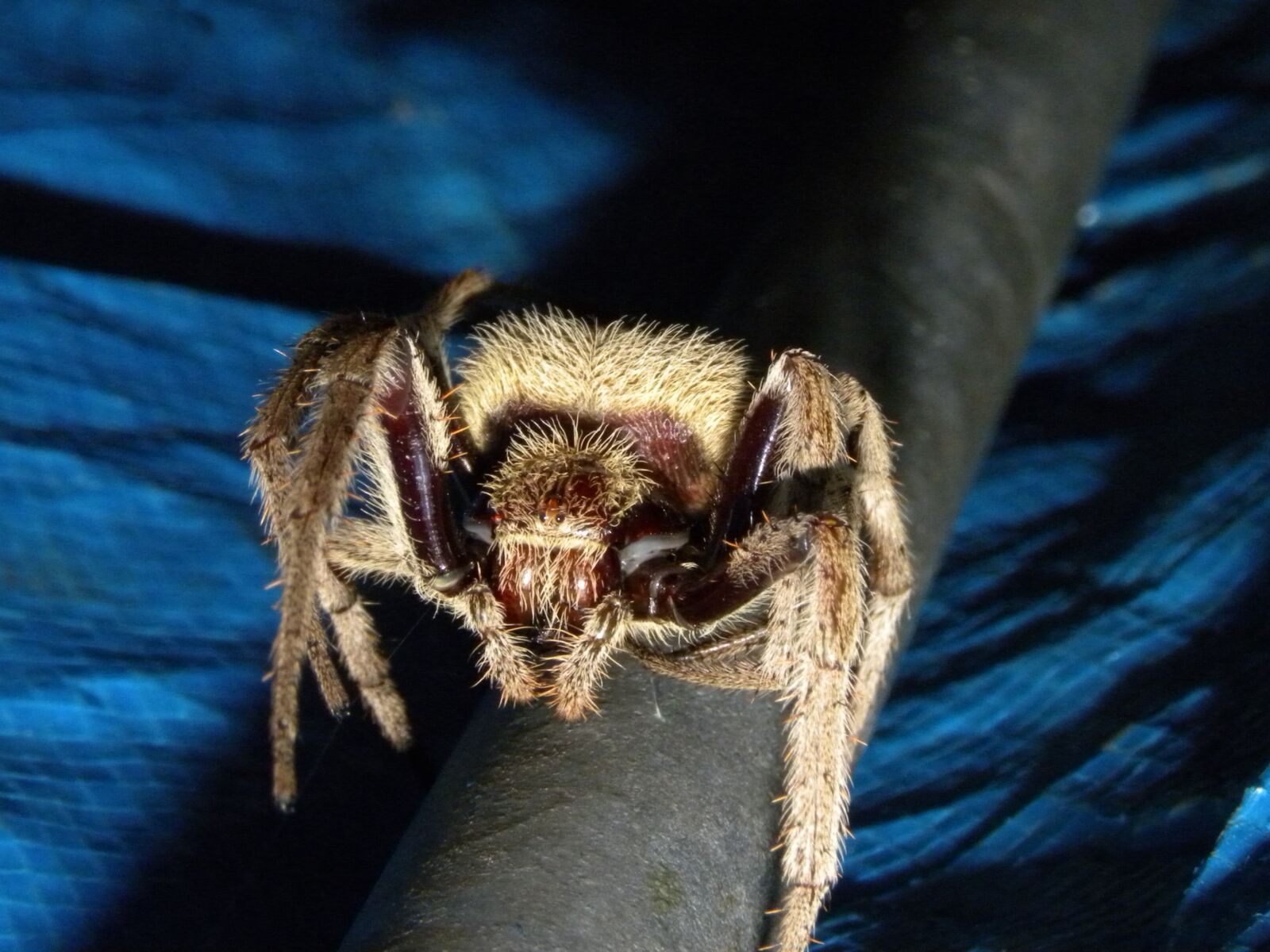 Nikon Coolpix P90 sample photo. Australian garden orb weaver photography