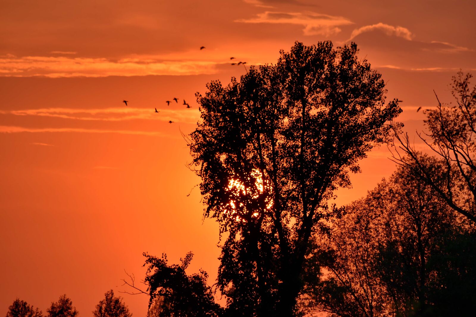 Nikon D5500 sample photo. Birds, evening, silhouette, sun photography