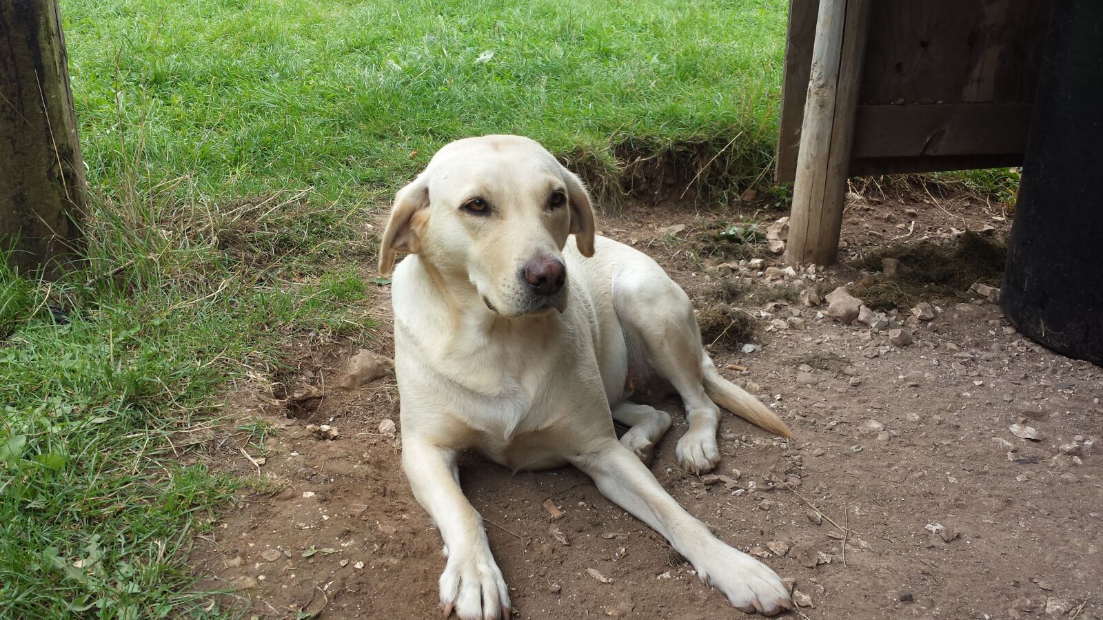 Samsung Galaxy S4 sample photo. Dog, laborador, pedigree photography