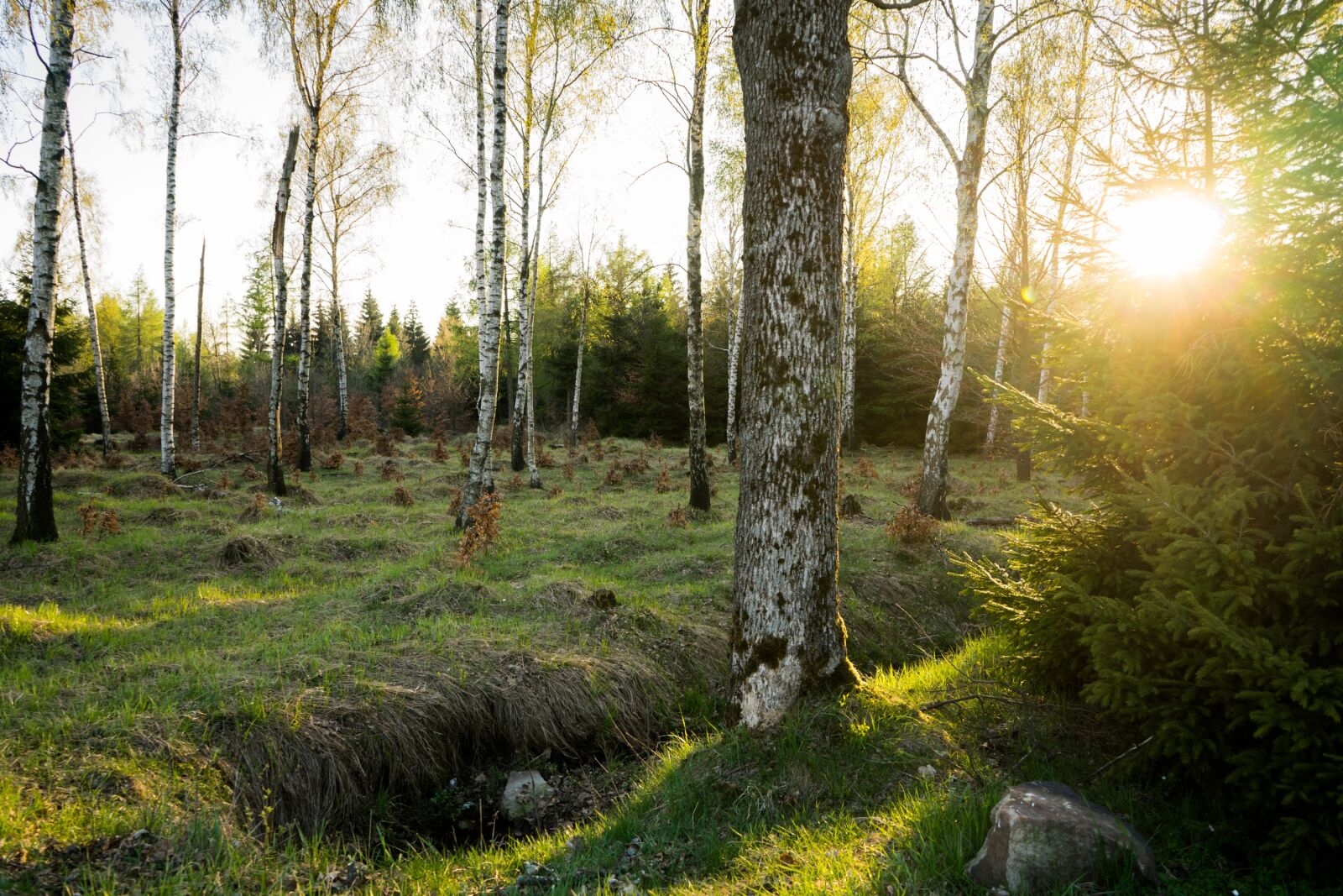 Sony a7 + Sony FE 28-70mm F3.5-5.6 OSS sample photo. Spring, sun, forest photography
