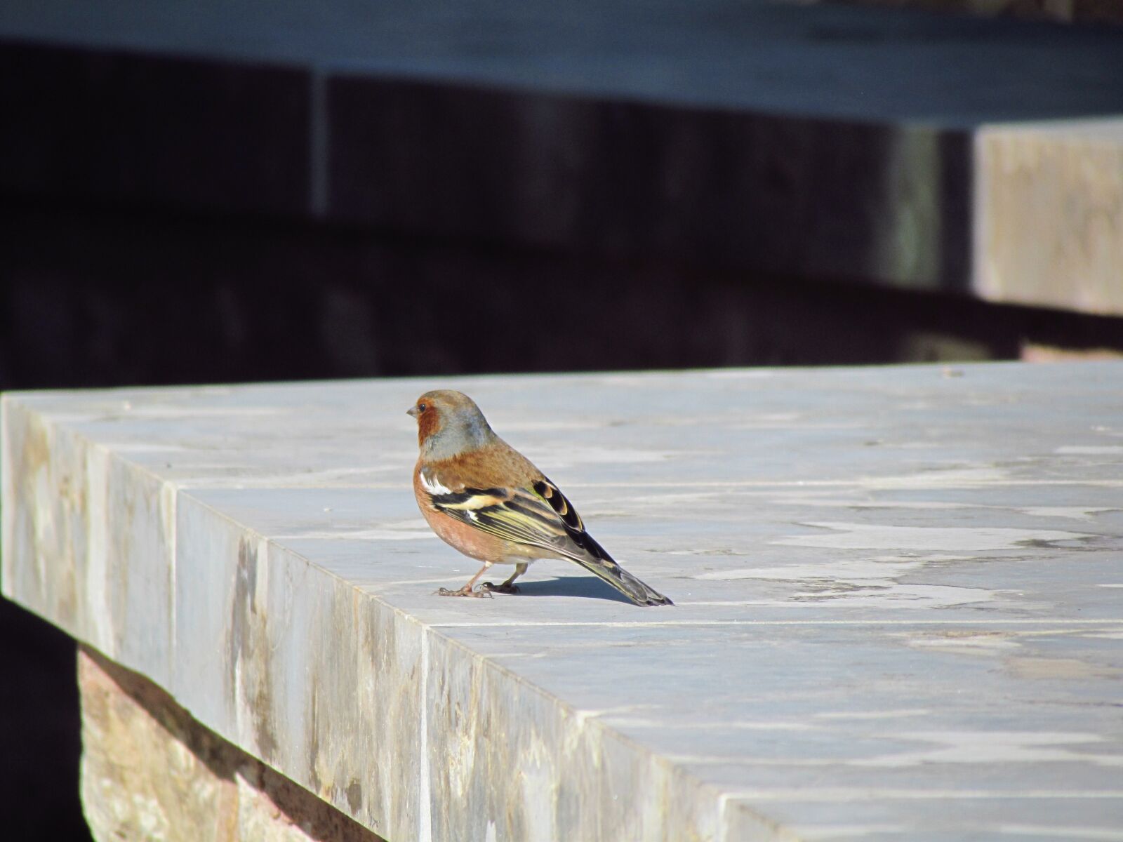 Canon PowerShot SX30 IS sample photo. Chaffinch, bird, nature photography