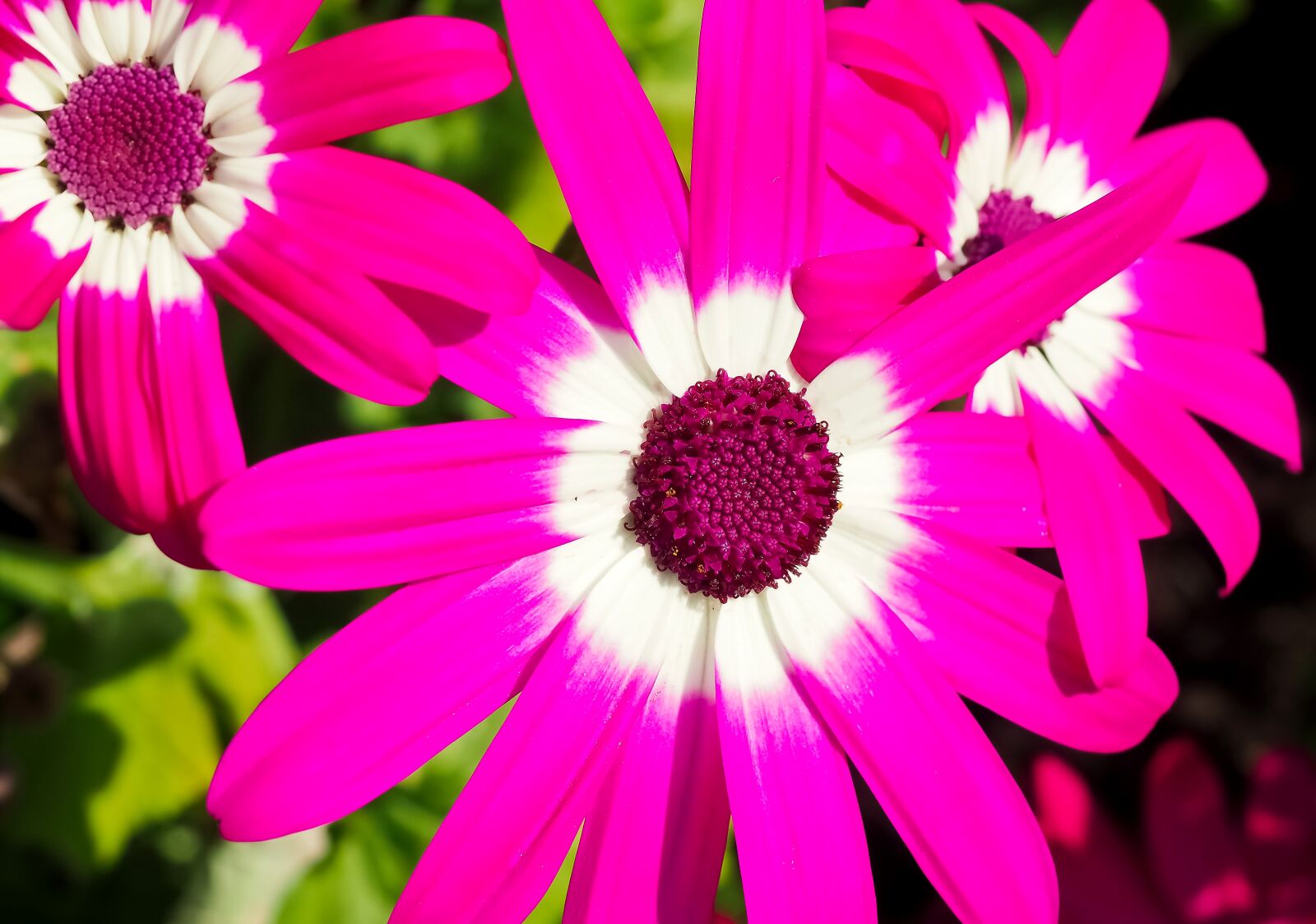 Olympus OM-D E-M10 sample photo. Daisies, flower, plant photography