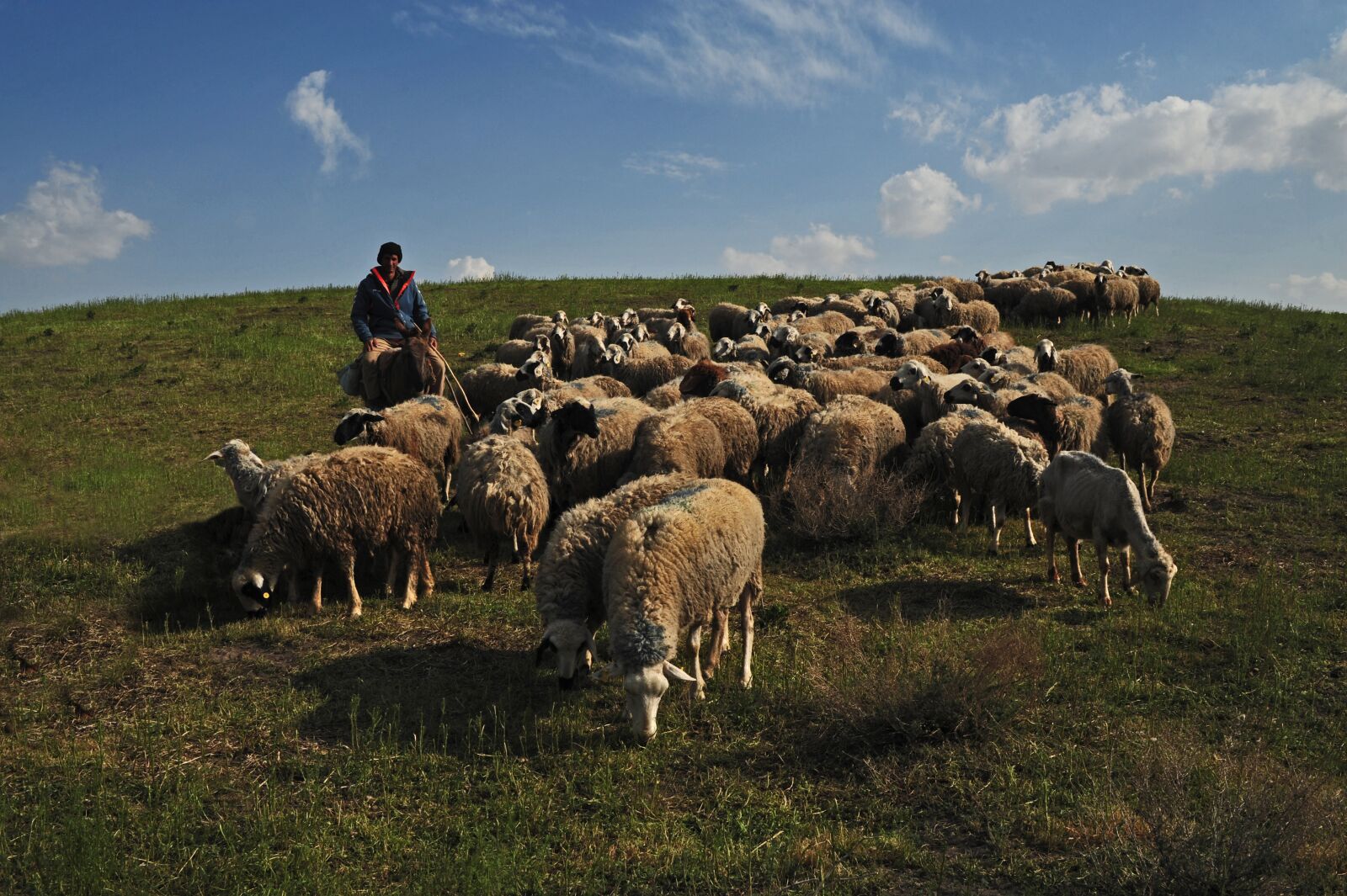 Nikon D700 sample photo. Sheeps, choudhury, nature photography