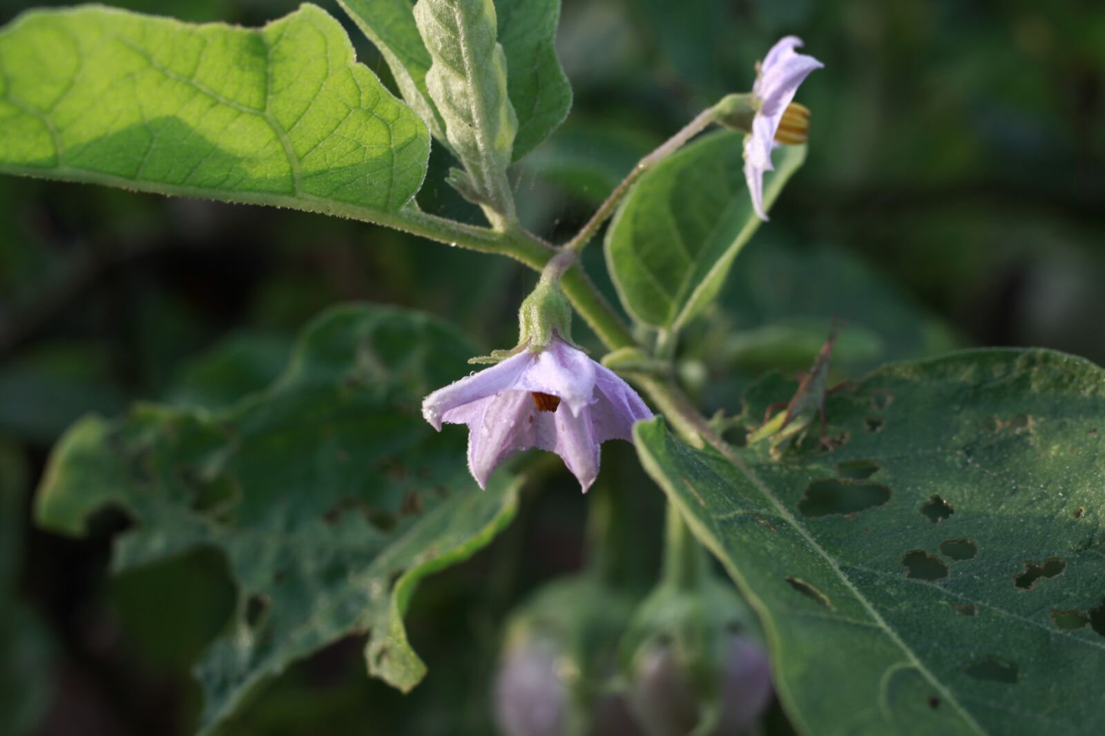 Canon EOS 50D sample photo. Flower, purple, leaf photography