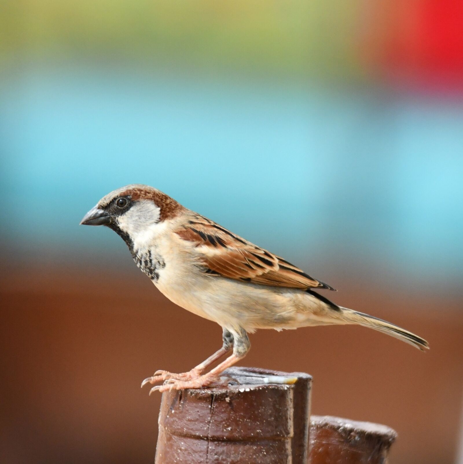 Nikon D850 sample photo. Bird, sparrow, wildlife photography