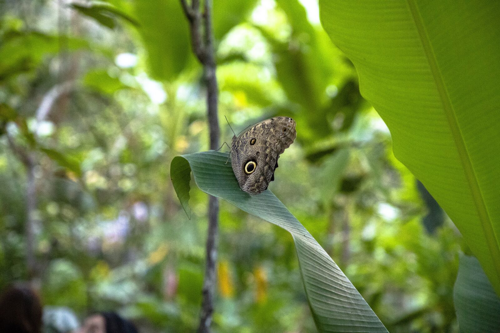 Canon EOS 6D Mark II sample photo. Butterfly, butterfly garden, nature photography
