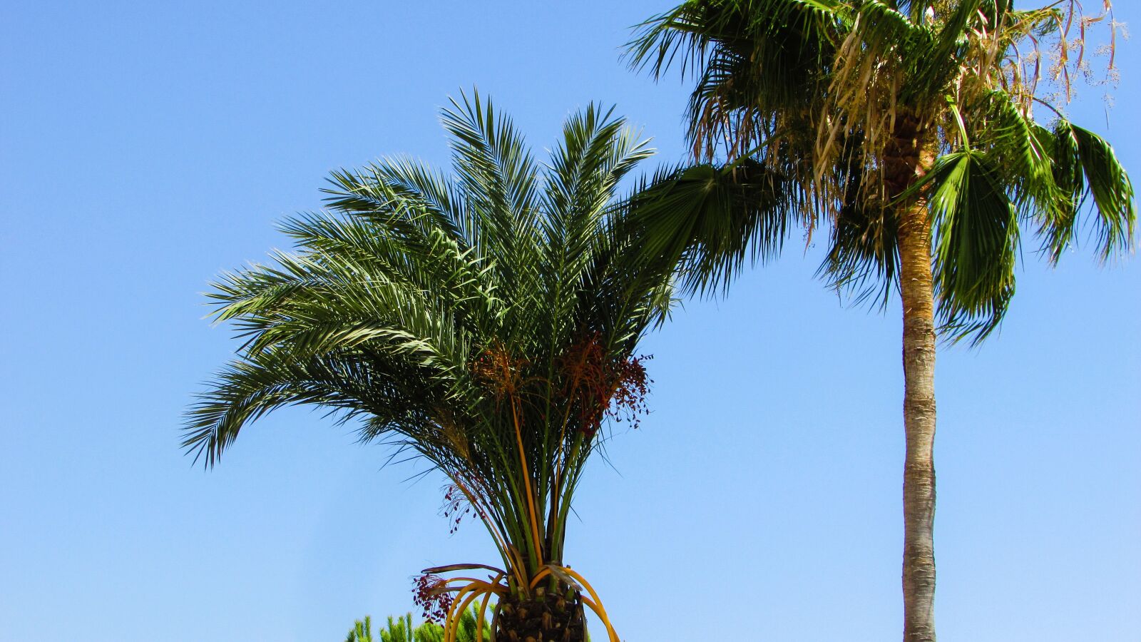 Canon PowerShot SX400 IS sample photo. Palm tree, palm, tree photography