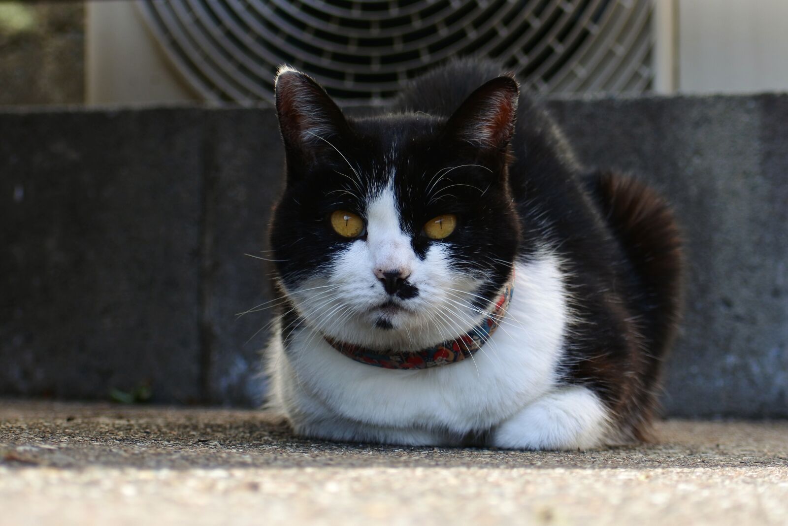 VR 70-300mm f/4.5-6.3G sample photo. Animal, pet, cat photography