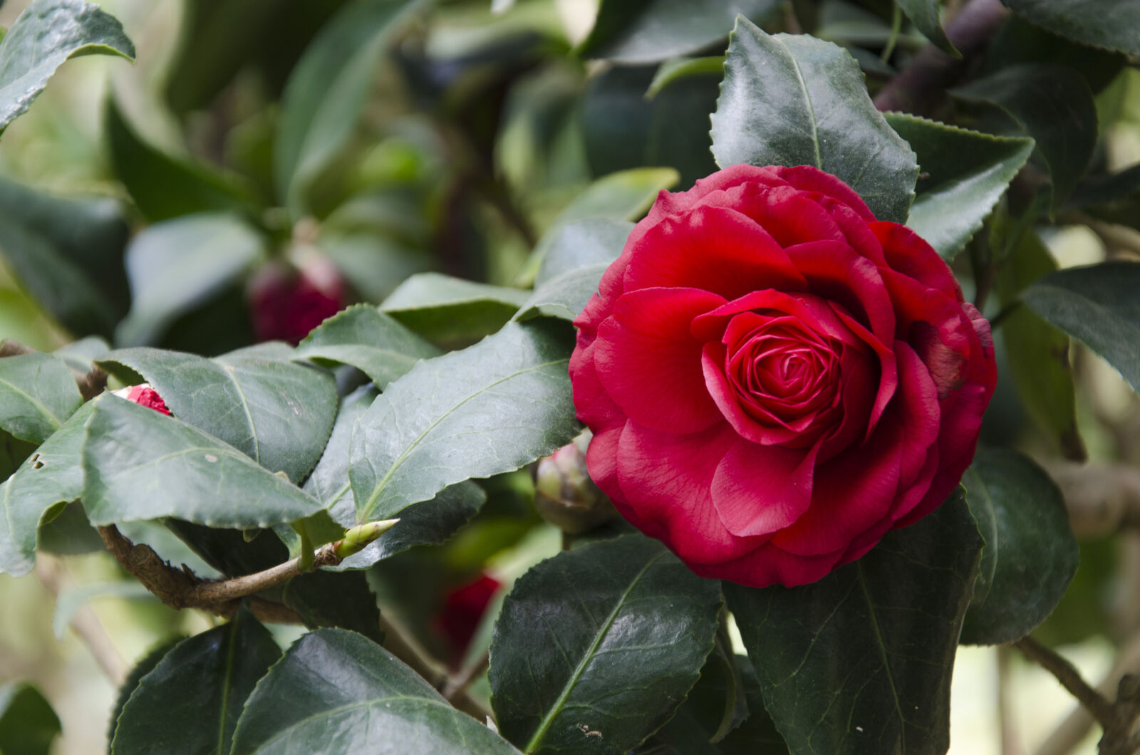 Nikon D7000 sample photo. Camellia photography