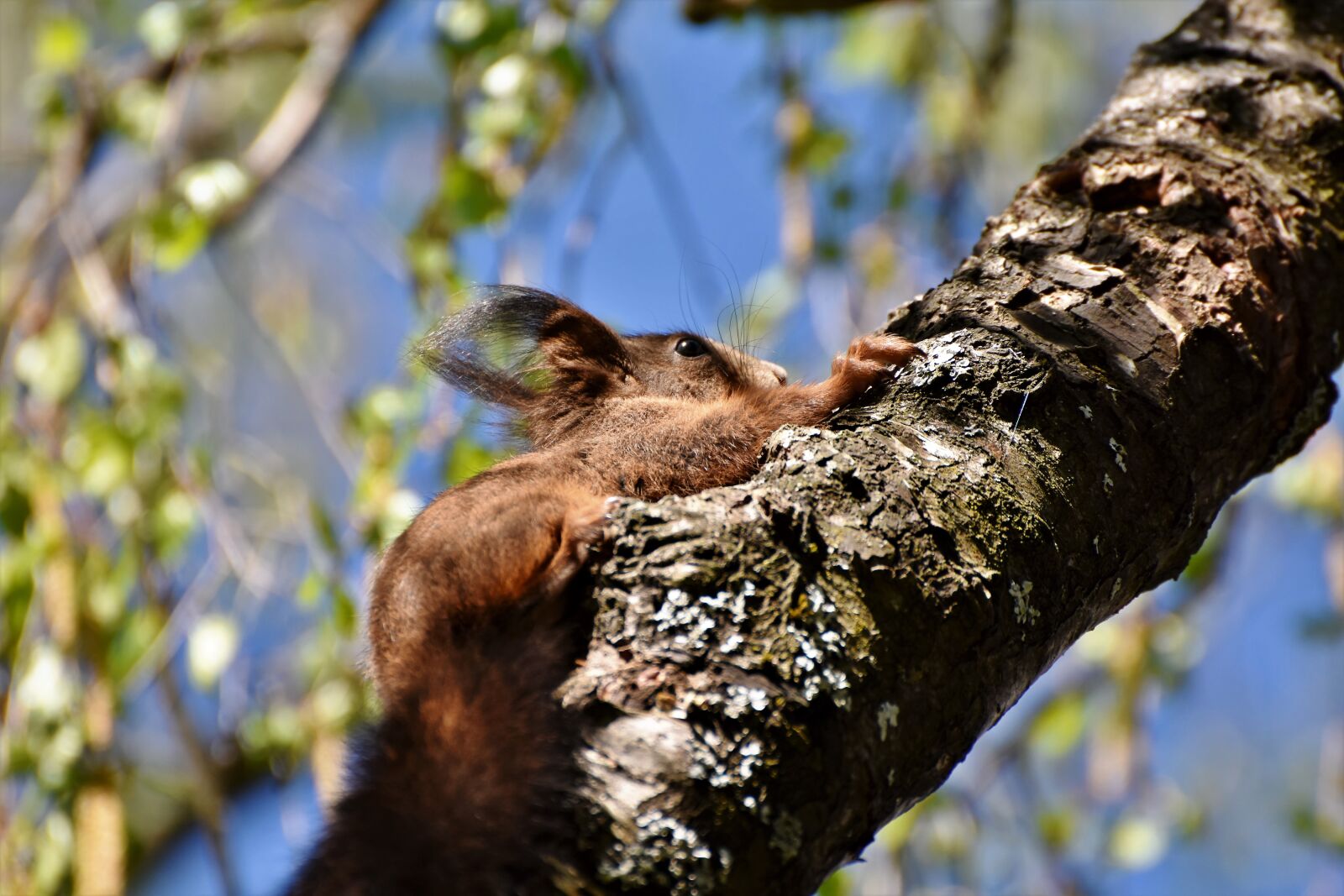 Nikon D7200 sample photo. Squirrel, verifiable kitten, rodent photography