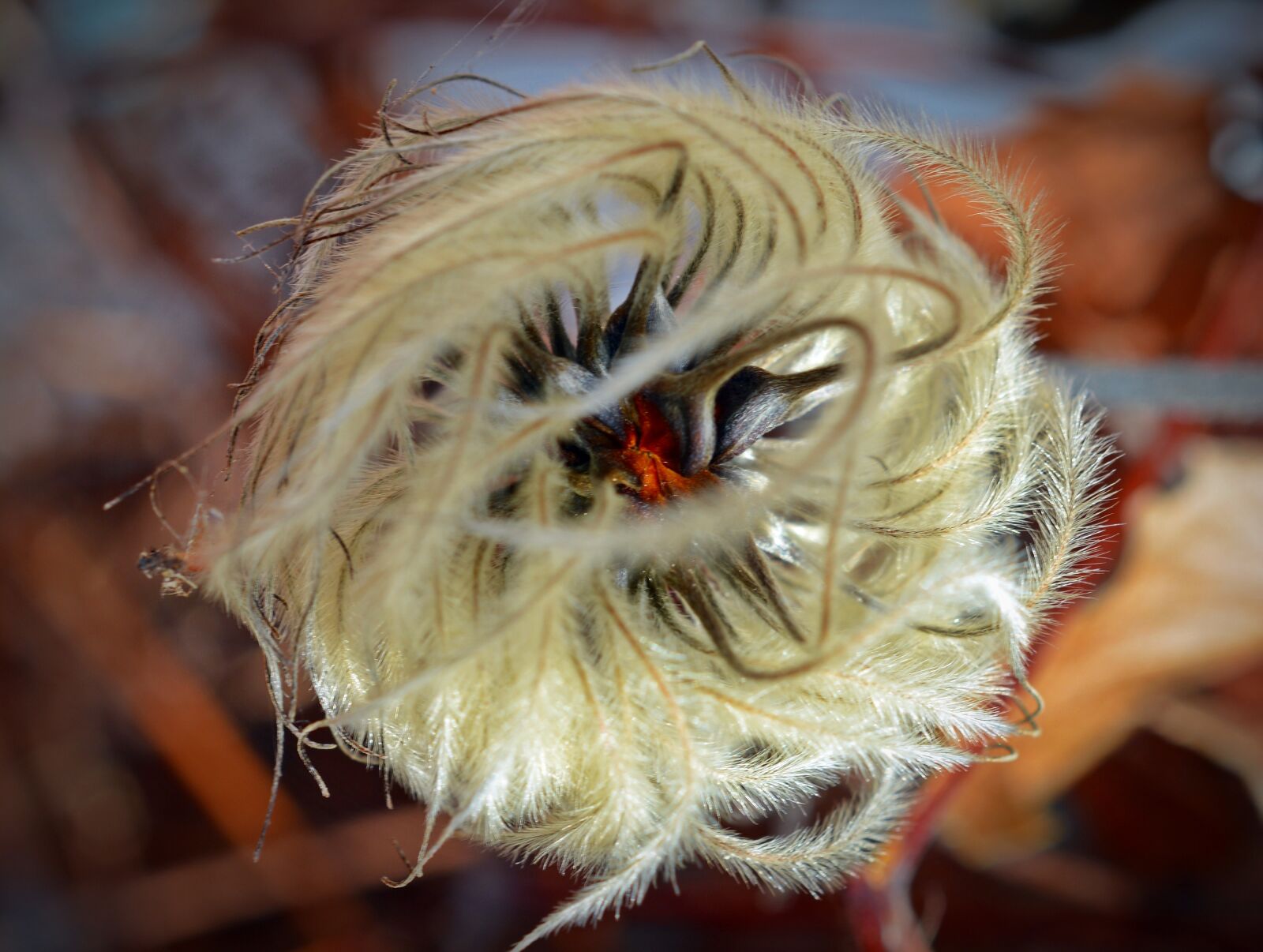 Nikon D5200 sample photo. Clematis, seeds, hairy photography