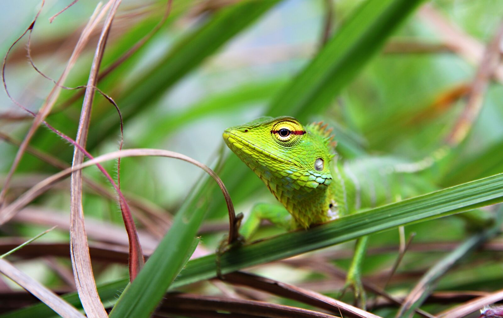 Canon EOS 60D + Canon EF-S 15-85mm F3.5-5.6 IS USM sample photo. Green, lizard, reptile photography