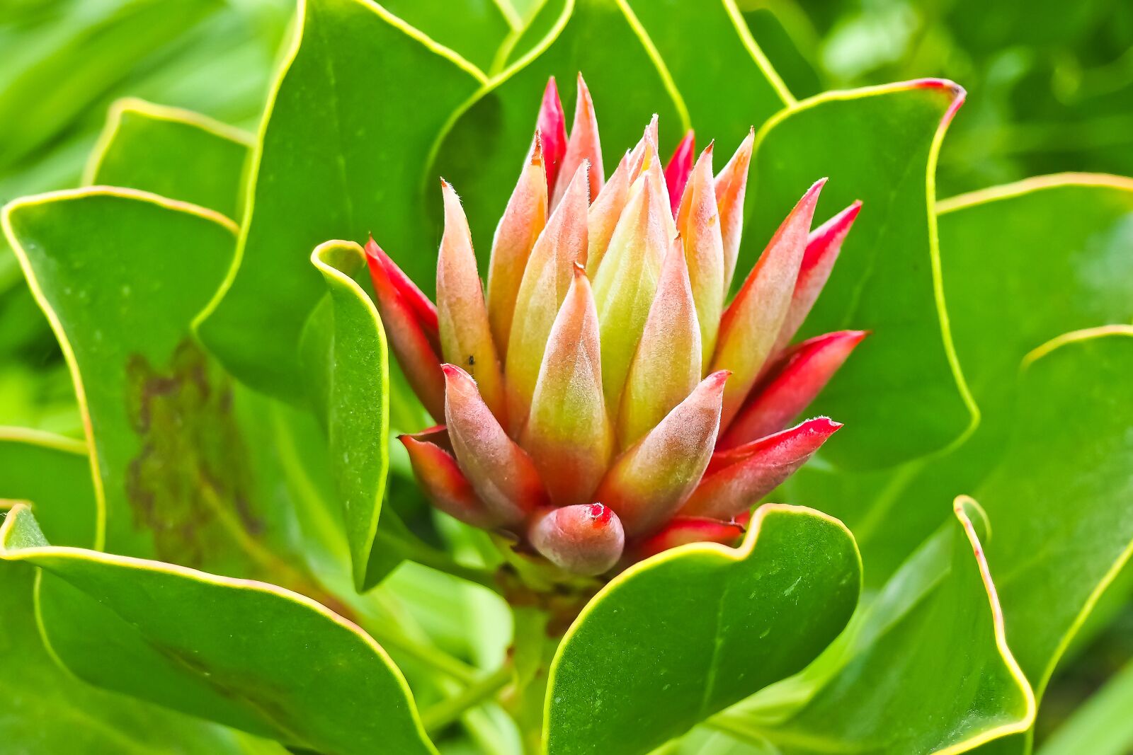 Olympus OM-D E-M10 sample photo. Wurz, houseleek, turmeric plant photography