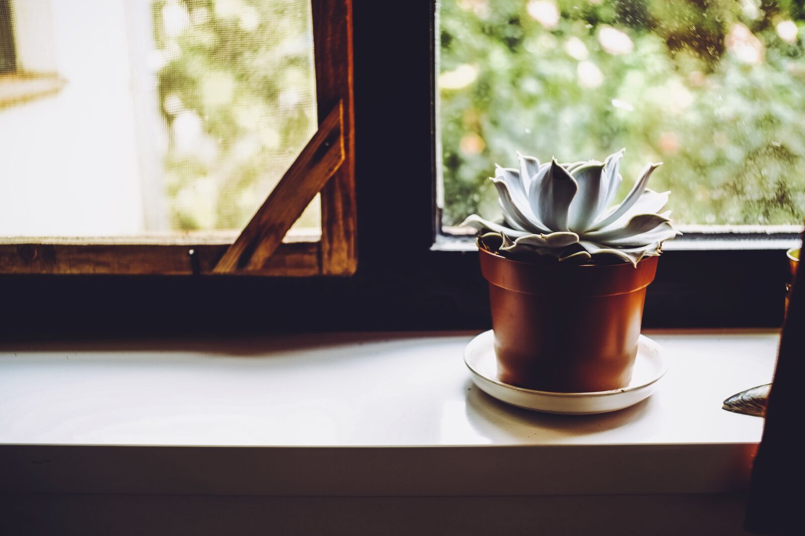 Fujifilm X-E1 sample photo. Plant, cactus, decorative photography