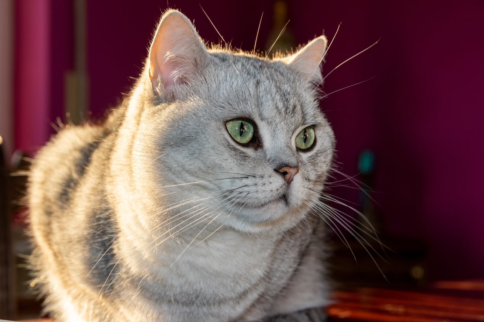 Nikon D5300 sample photo. Cat, british shorthair, pet photography
