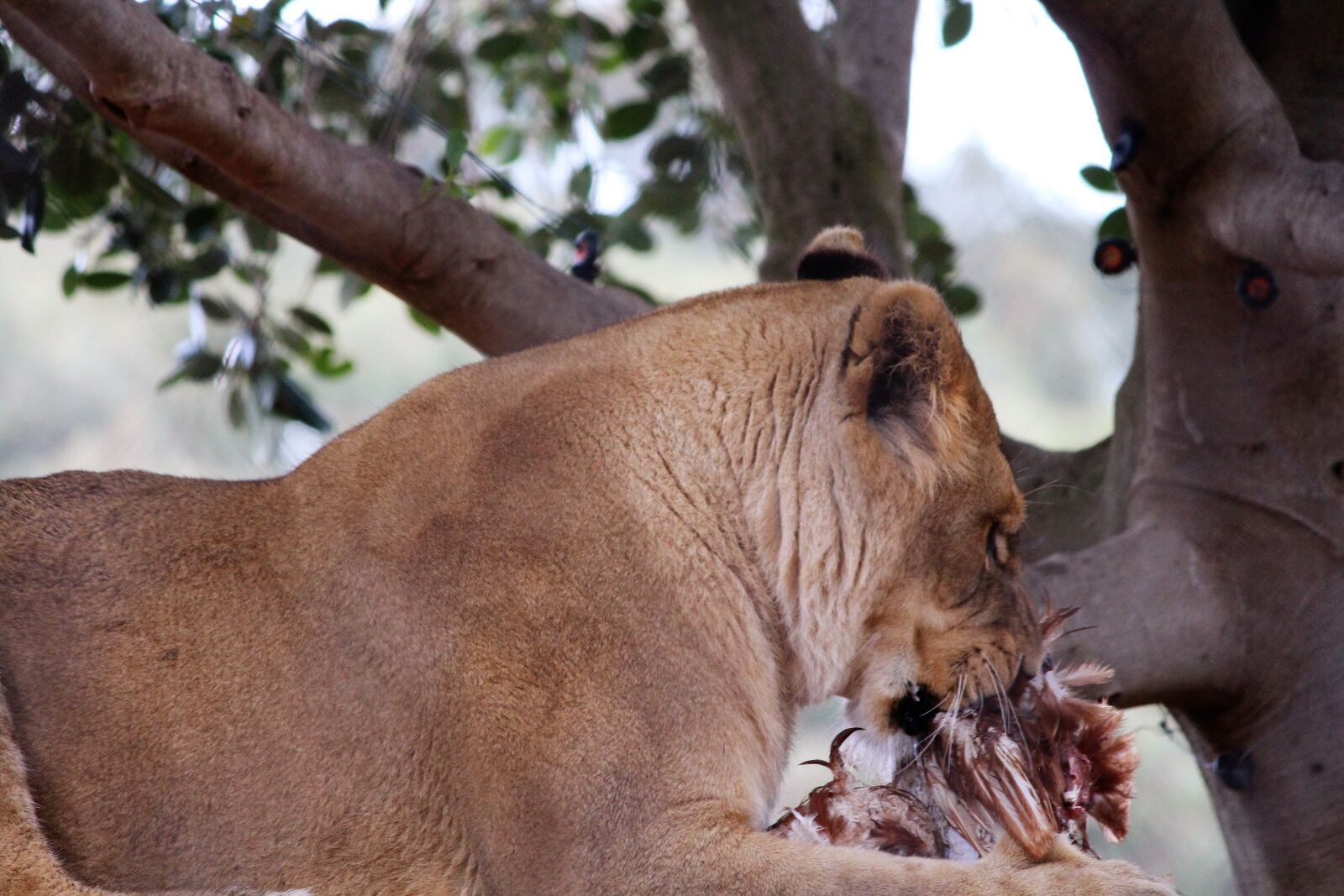 Canon EOS 700D (EOS Rebel T5i / EOS Kiss X7i) sample photo. Lioness, wild, animal photography