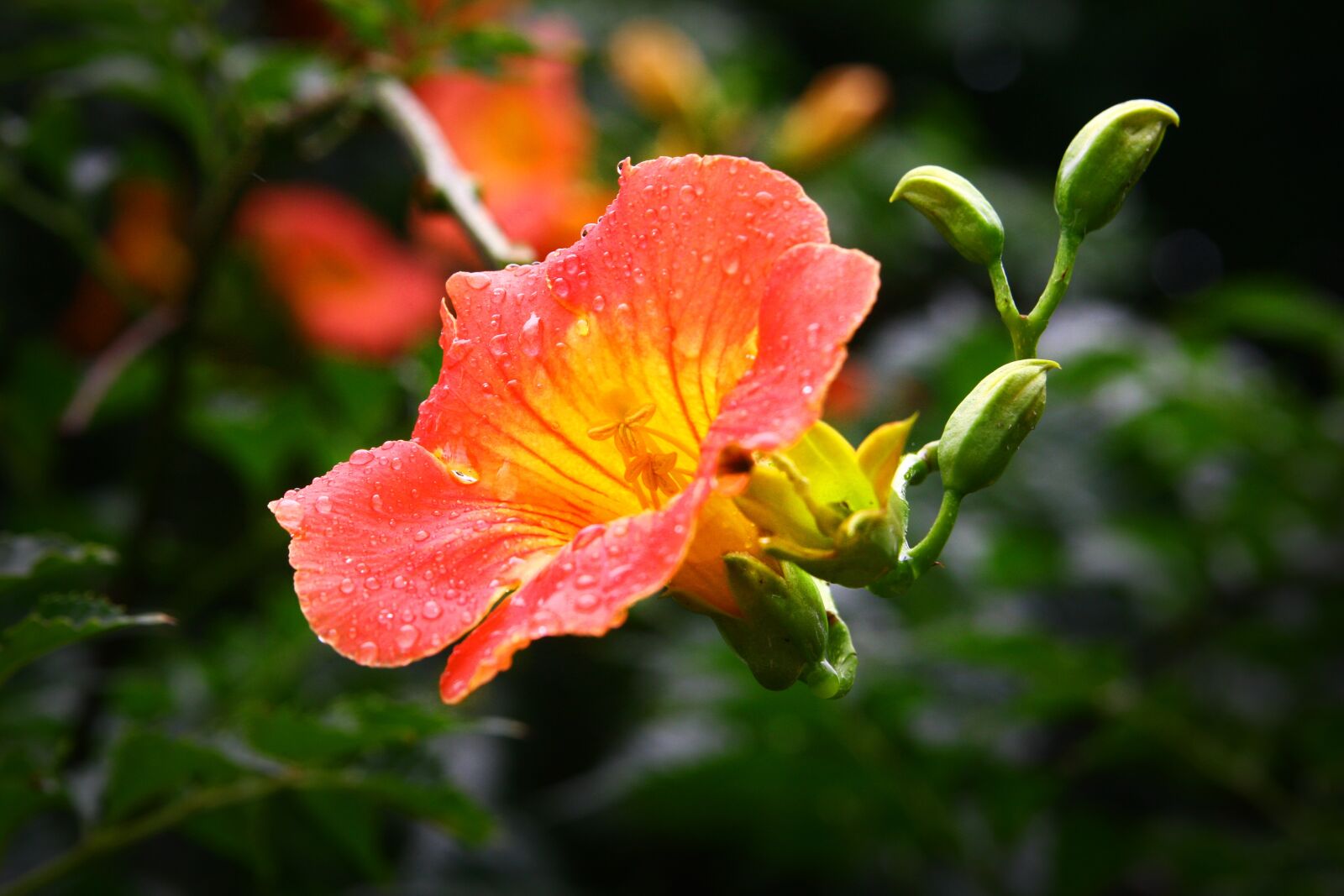 Canon EOS 40D sample photo. Campsis, flowers, nature photography