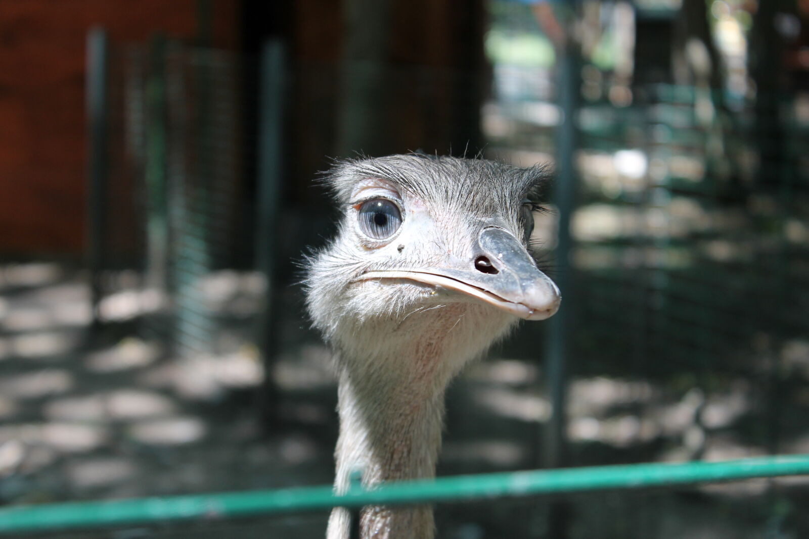 Canon EOS 1100D (EOS Rebel T3 / EOS Kiss X50) sample photo. Ostrich, zoo photography