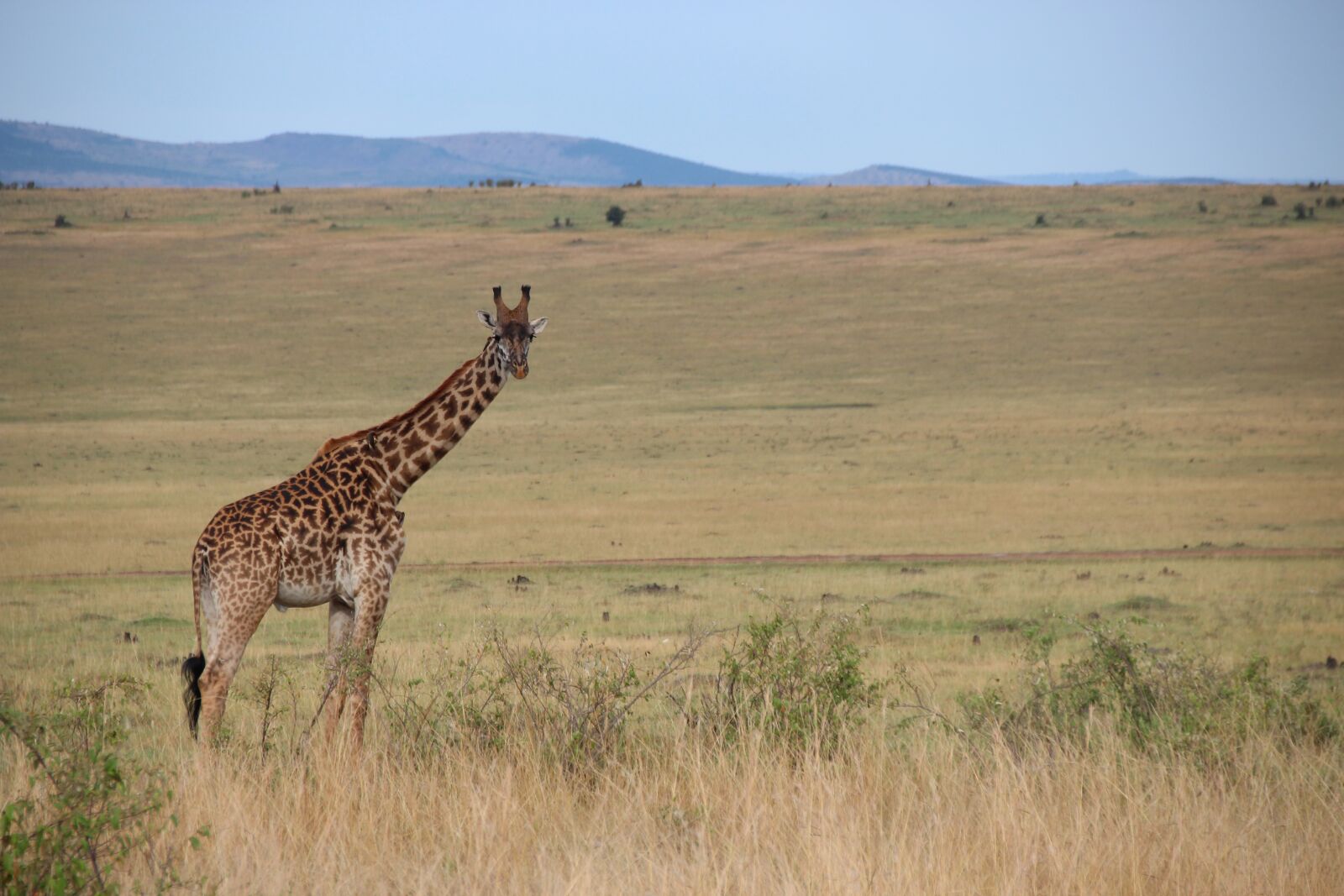 Canon EOS 600D (Rebel EOS T3i / EOS Kiss X5) sample photo. Giraffe, kenya, africa photography