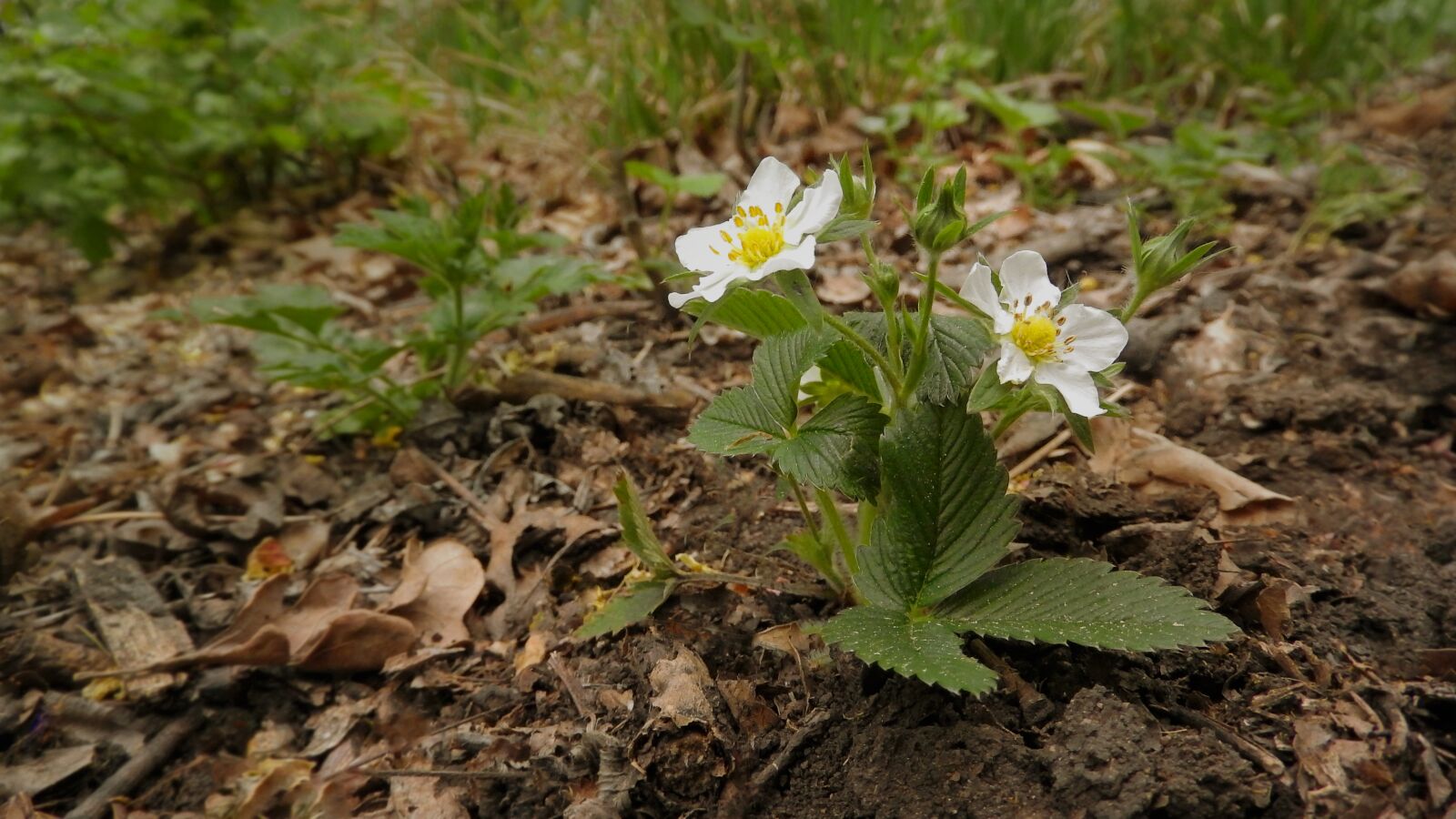 Nikon Coolpix P610 sample photo. Strawberry, fragaria, wild strawberry photography