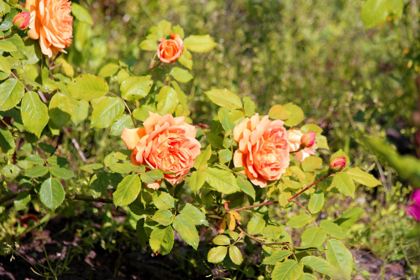 Canon EOS 650D (EOS Rebel T4i / EOS Kiss X6i) sample photo. Roses, flowers, rose bush photography