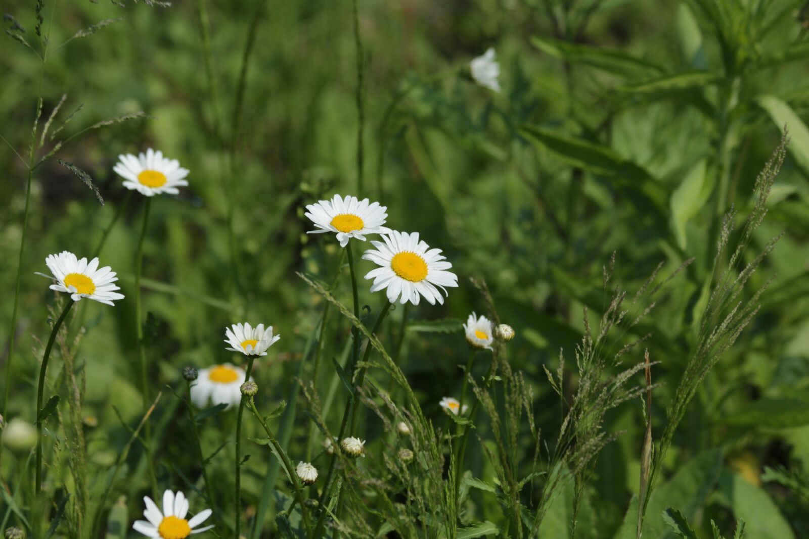Canon EOS 650D (EOS Rebel T4i / EOS Kiss X6i) sample photo. Chamomile, flowers, nature photography