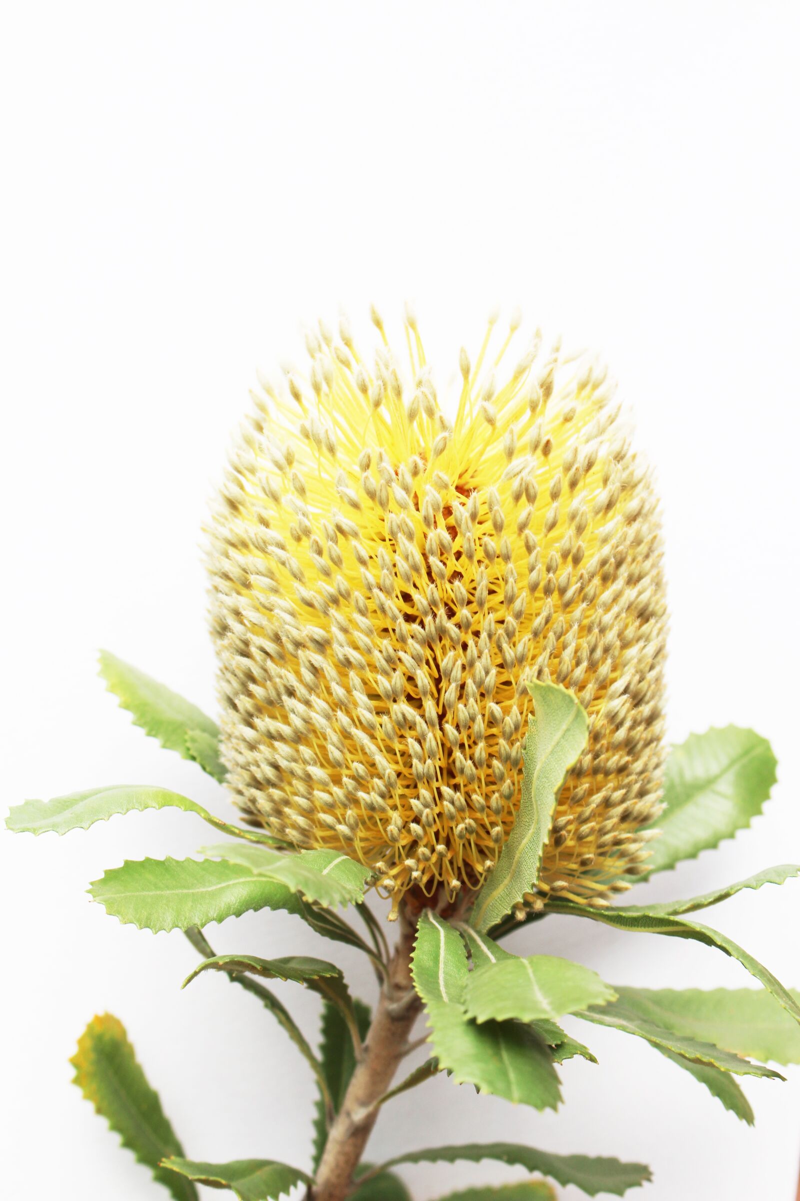 Canon EOS 700D (EOS Rebel T5i / EOS Kiss X7i) sample photo. Banksia, yellow, australia photography