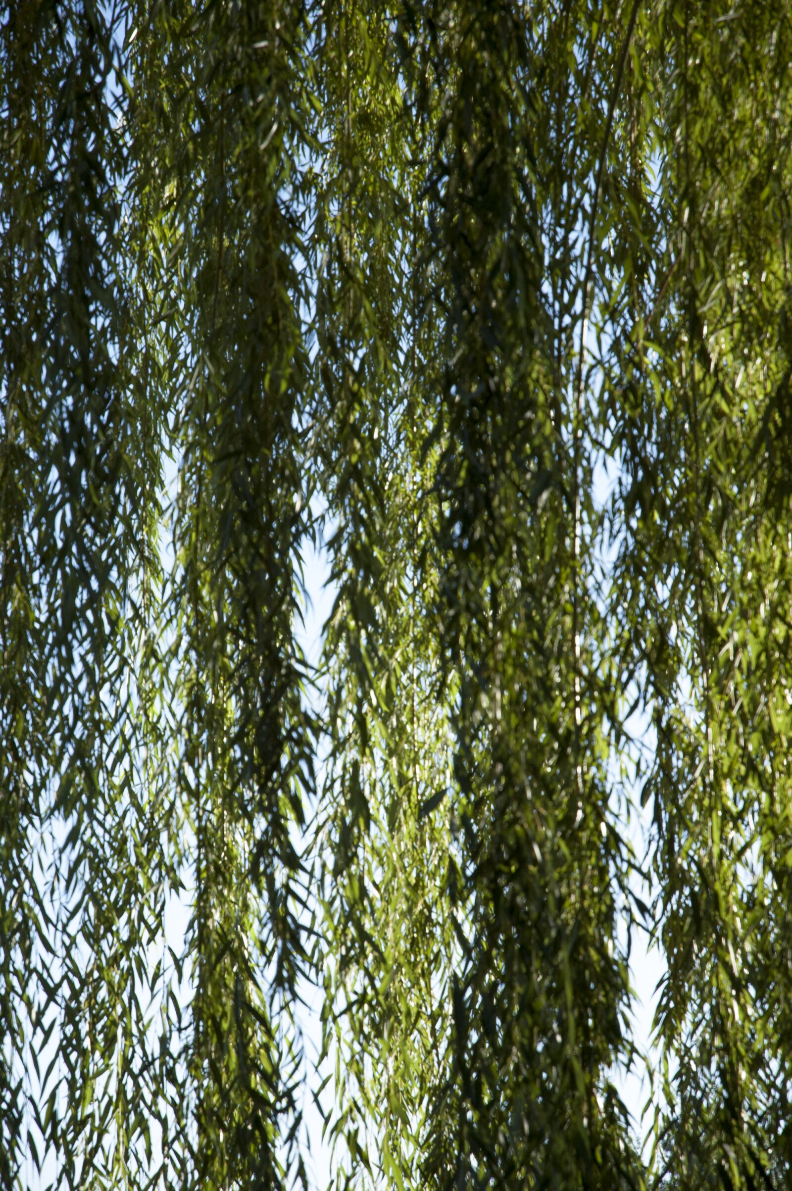 Nikon D70s + Nikon AF-S DX Nikkor 18-70mm F3.5-4.5G ED-IF sample photo. Branches, sky, willow photography