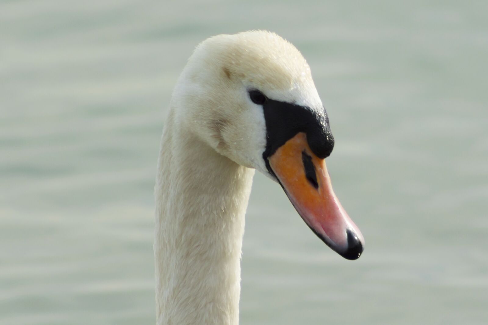 Canon EF75-300mm f/4-5.6 sample photo. Mute swan, swan, bird photography