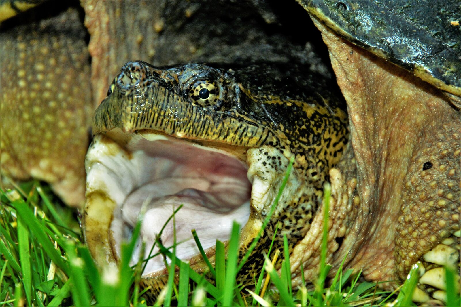 Nikon D7100 sample photo. Turtle, snapping turtle, large photography
