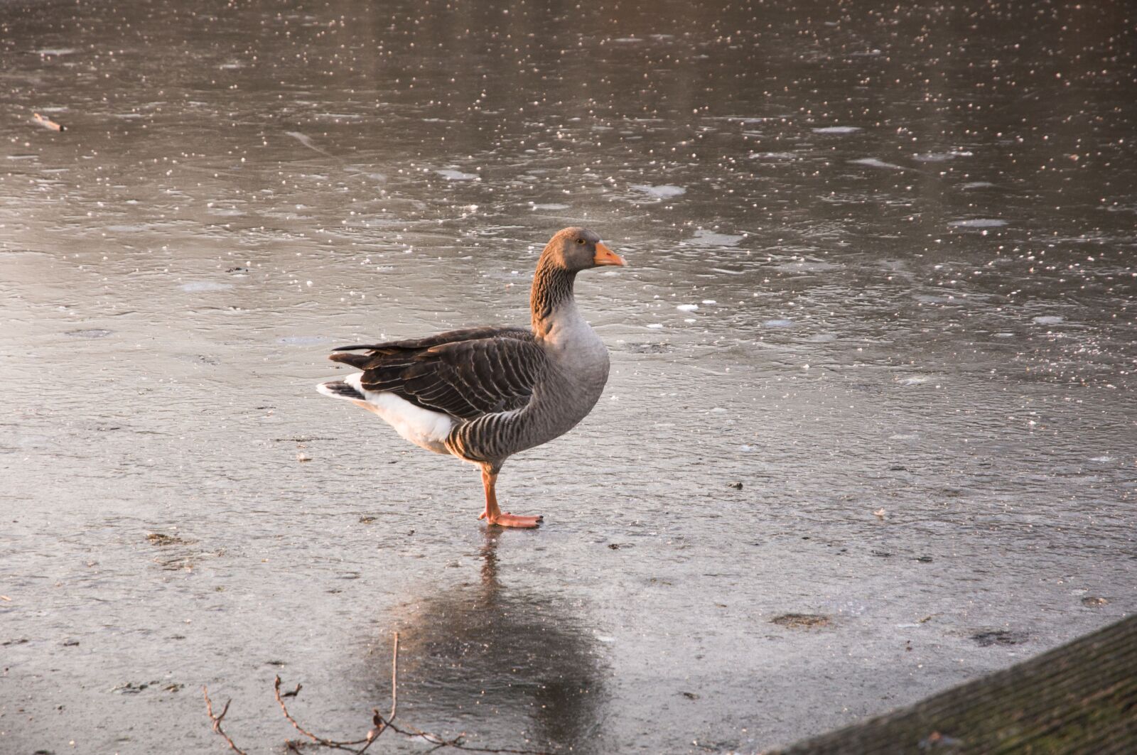 Nikon D90 sample photo. Animals, white-fronted goose, nature photography